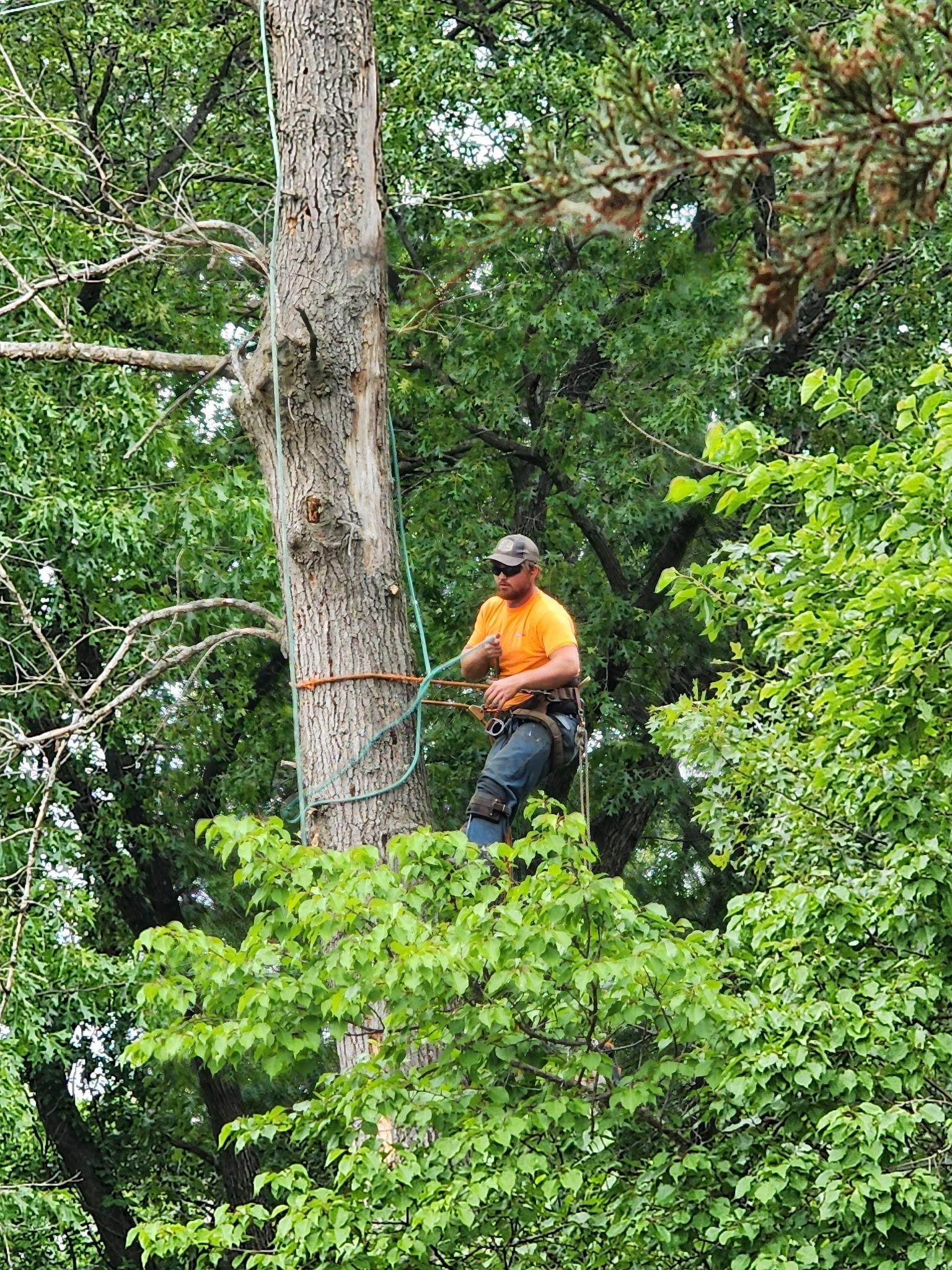 Arborist in orange shirt and hat, trimming a tall tree with safety gear in a lush green forest.