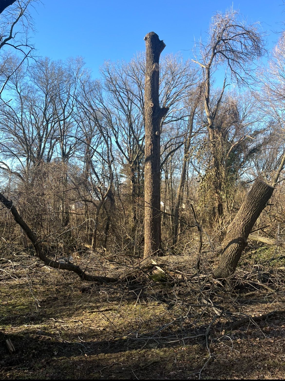 Partially cut tree trunk in a forest with branches scattered on the ground against a blue sky.