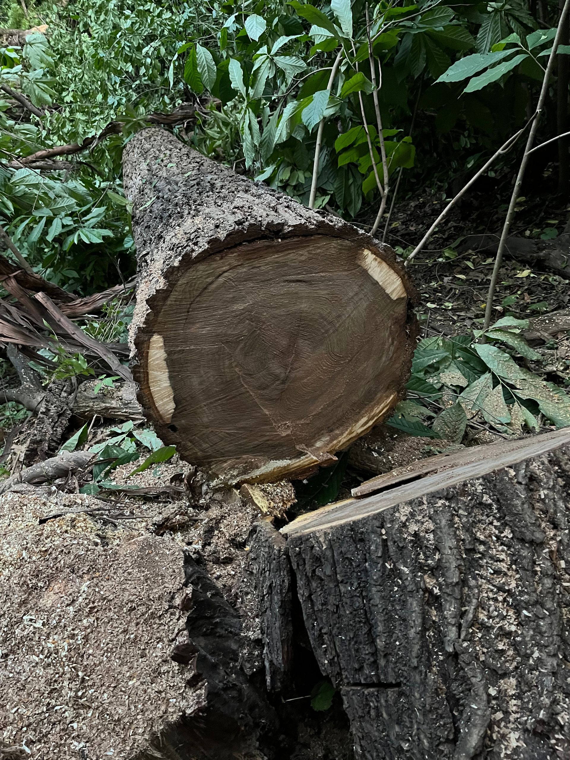 Felled tree trunk with visible growth rings, surrounded by wood chips and greenery.