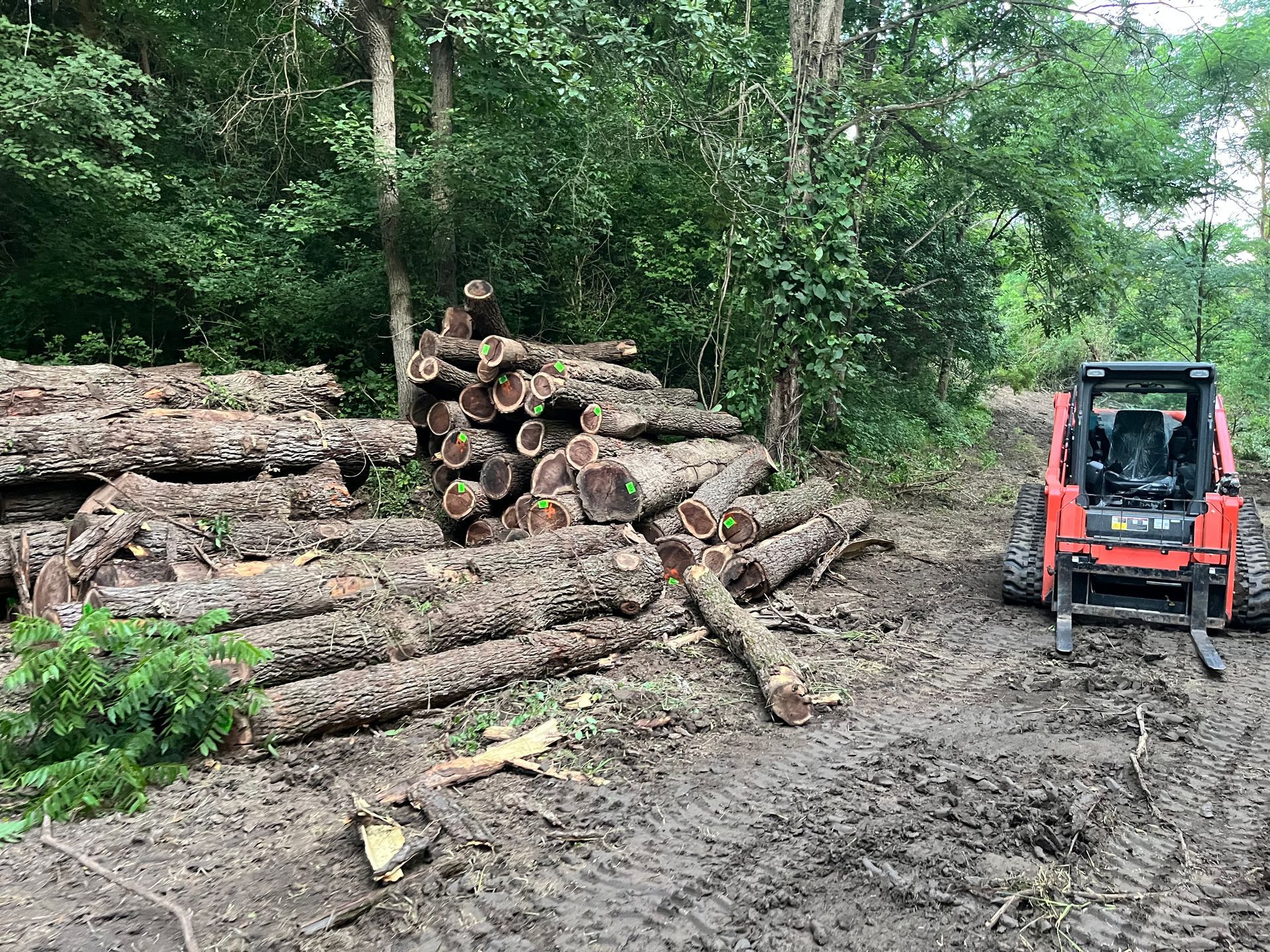 Logs piled beside a muddy path, with a red skid steer loader ready for transport in a wooded area.