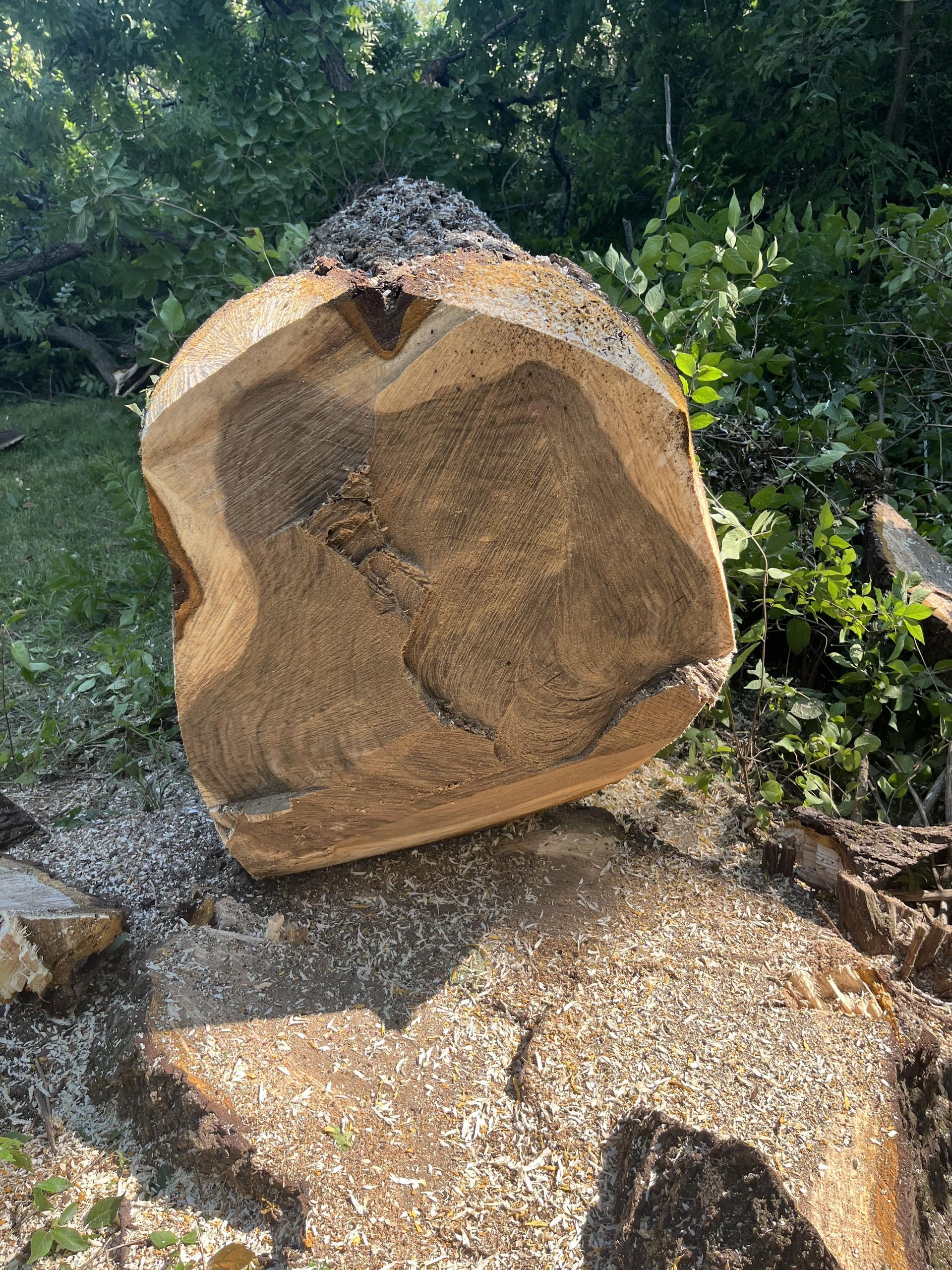 Cross-section of a tree trunk with a dark central cavity surrounded by a lighter wood grain, lying in sawdust.