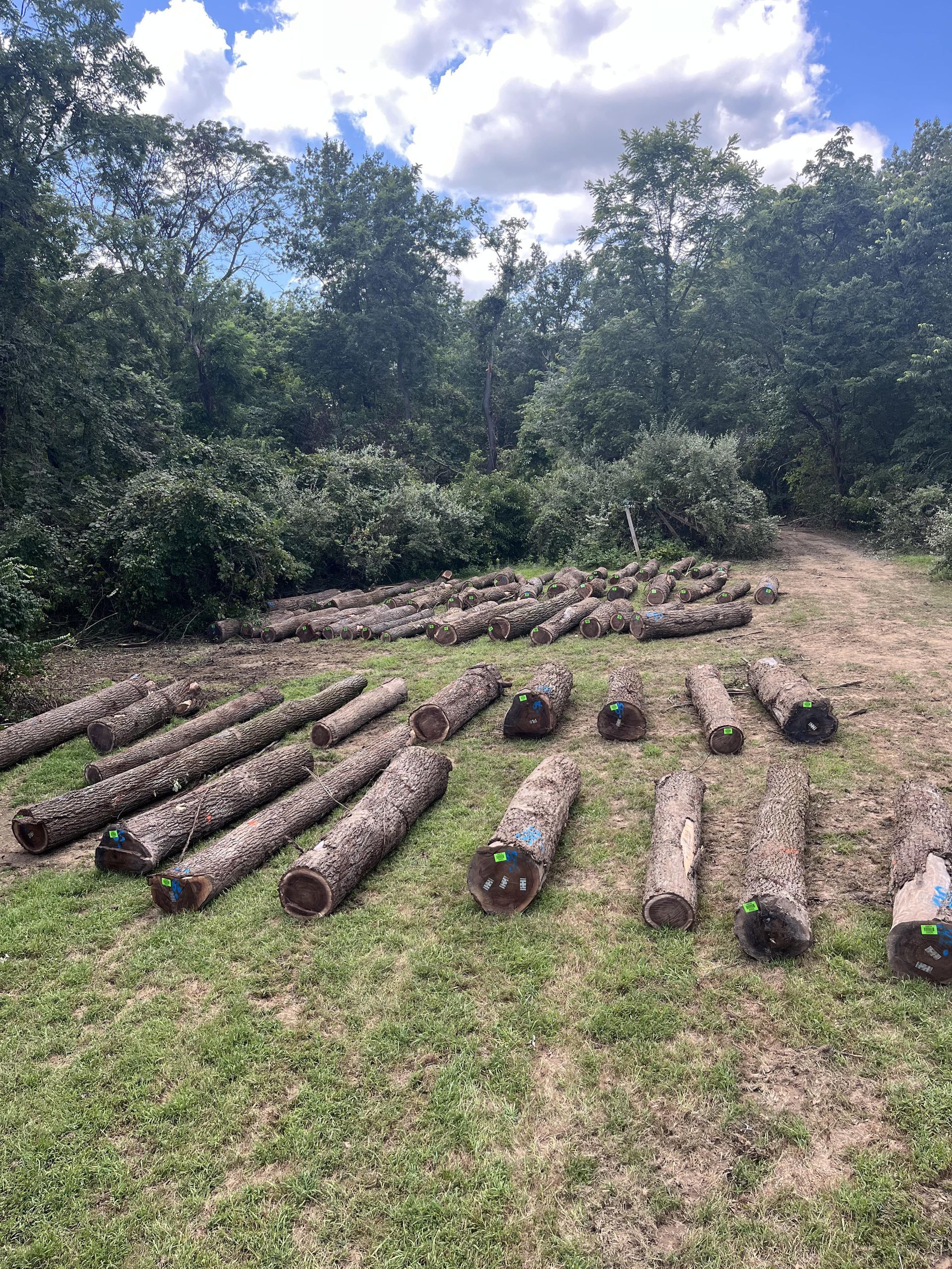 Logs laid out on grass in a clearing, trees in background under a cloudy sky.