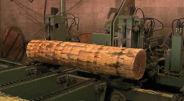 Log on a conveyor belt in a sawmill.