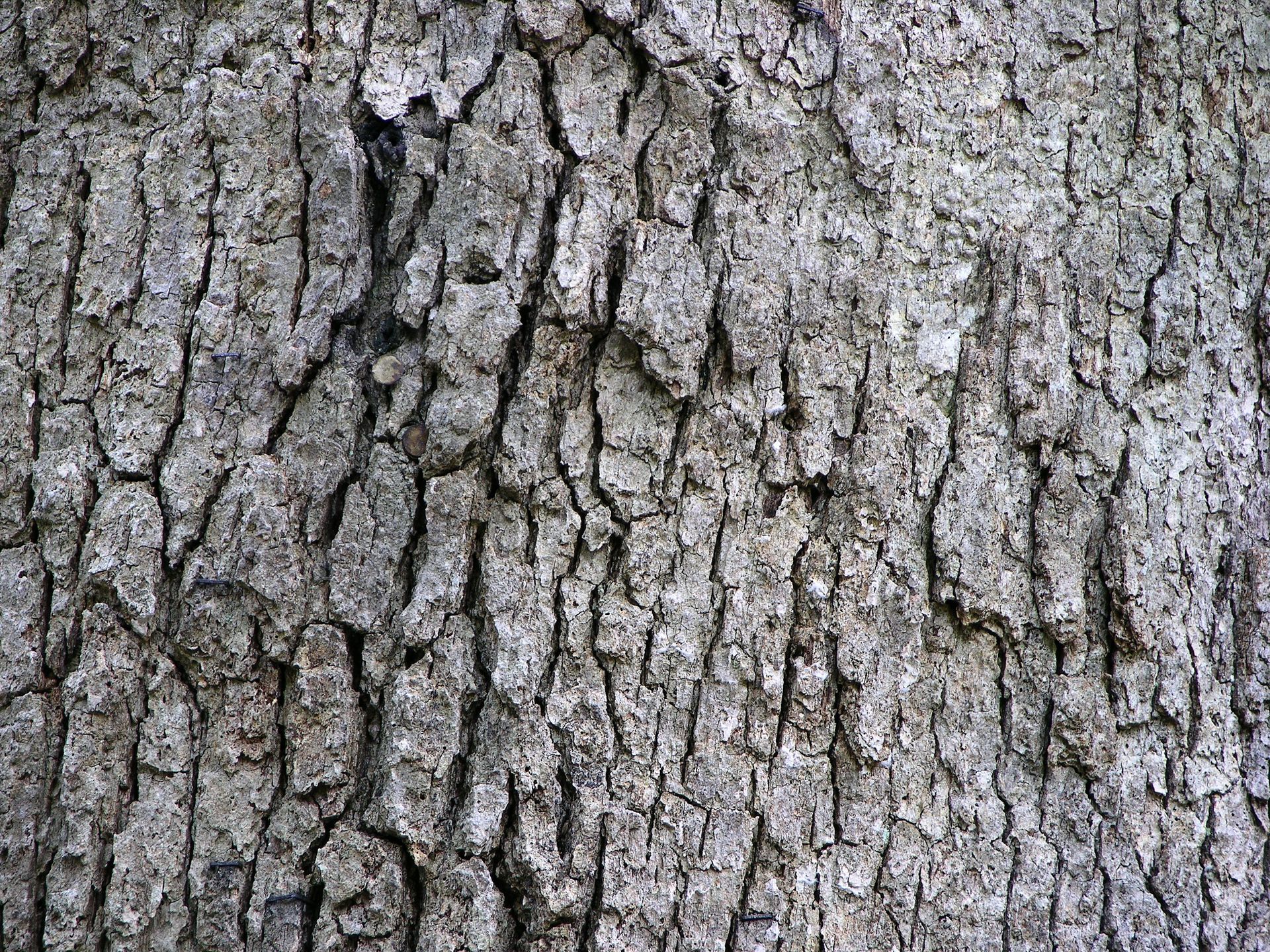 Close-up of gray tree bark with deep vertical furrows and textured surface.