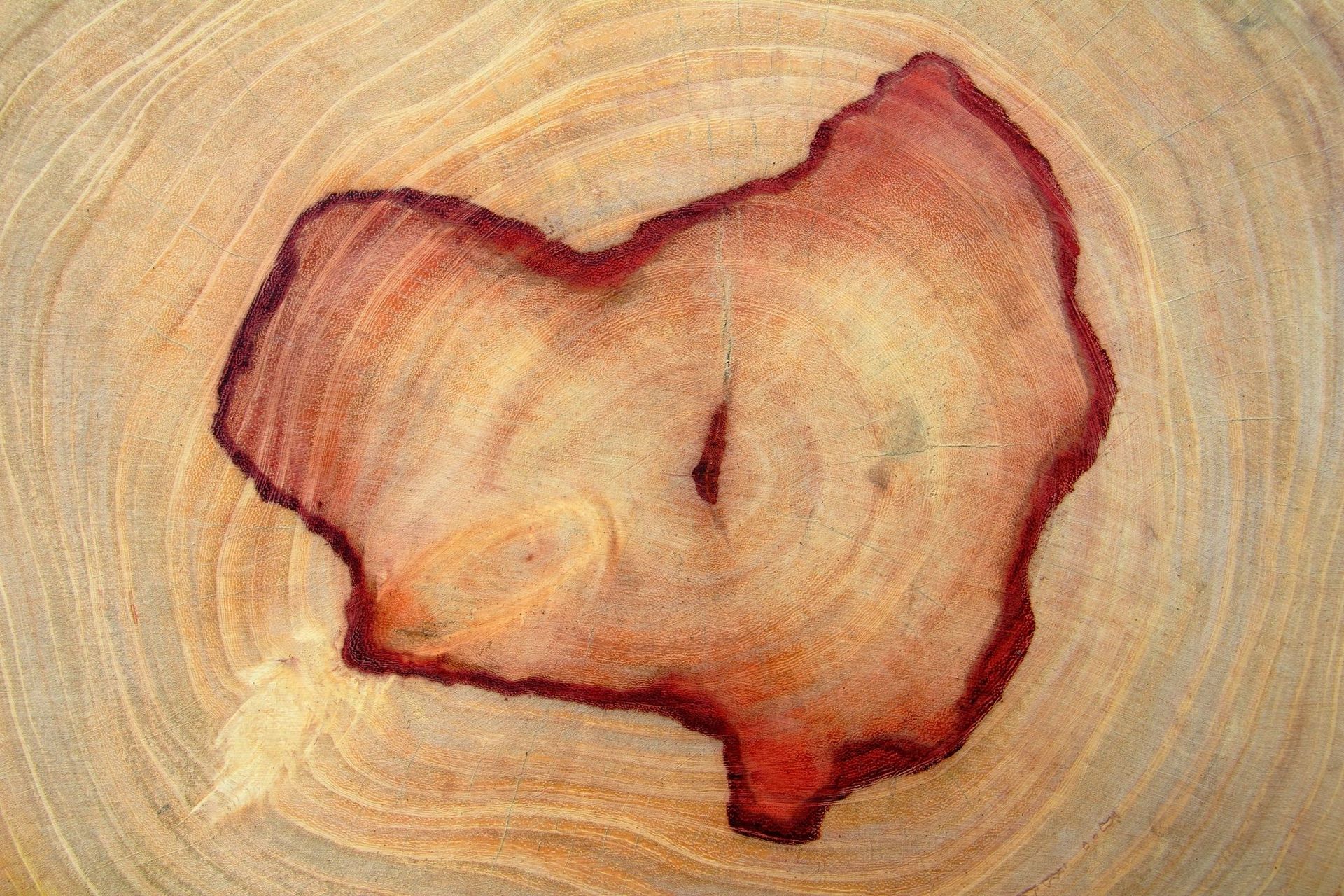 Cross-section of wood with concentric rings. A reddish-brown knot is at the center of the light-colored wood.