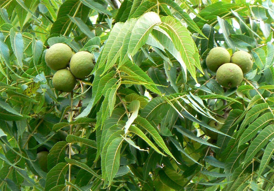Clusters of green walnuts hang from a tree with compound green leaves.