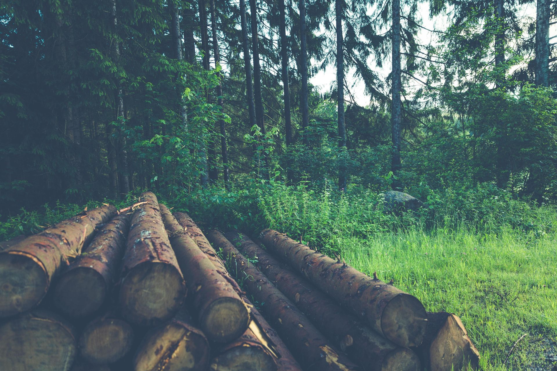Logs stacked in front of a lush green forest, with sunlight filtering through trees.