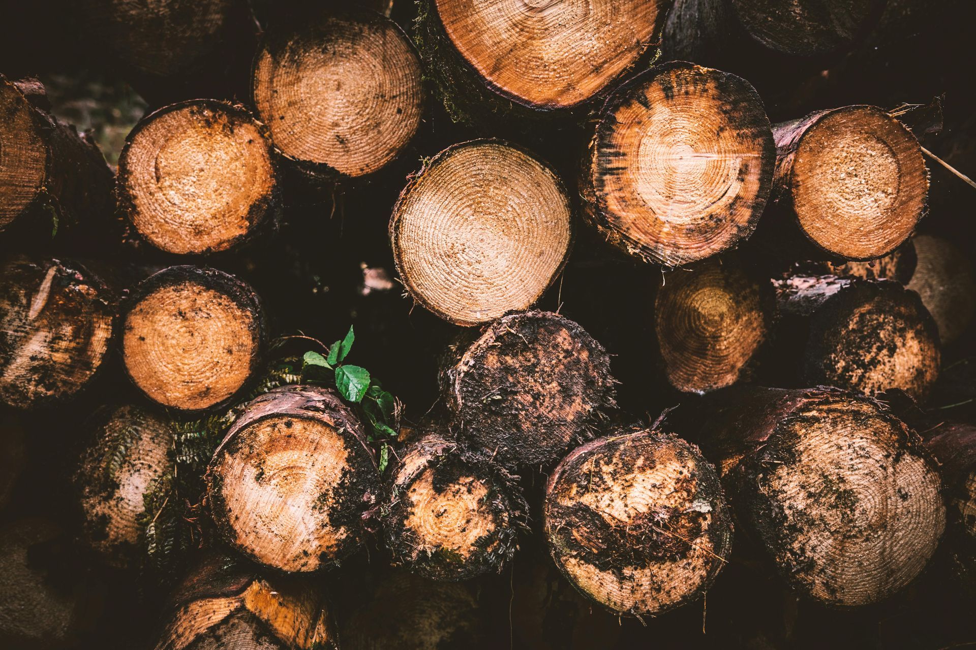 Pile of brown and tan cut logs with a few small green leaves growing between them.