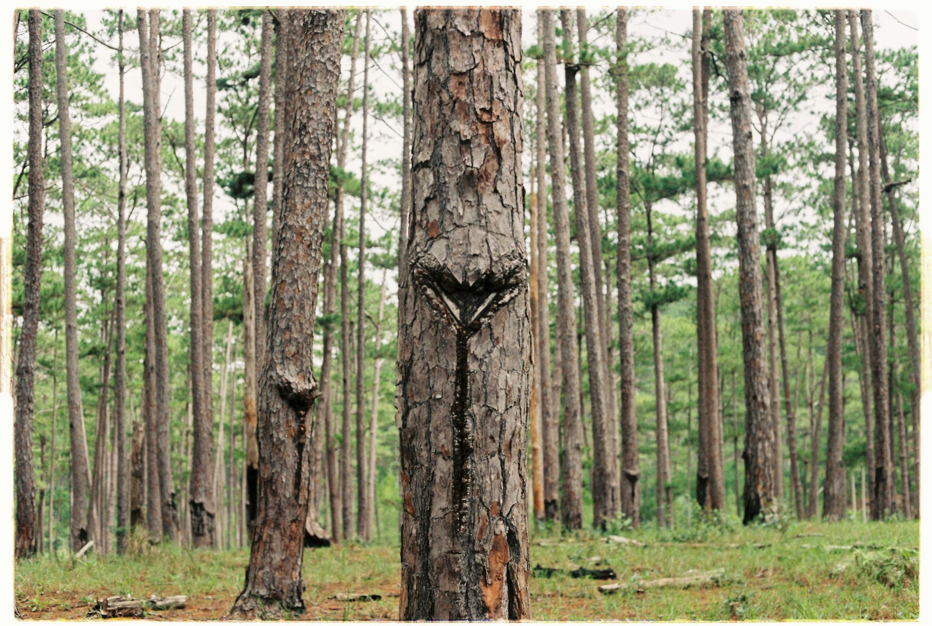 A forest of tall pine trees with green foliage and a distinct heart-shaped mark on one of the trunks.