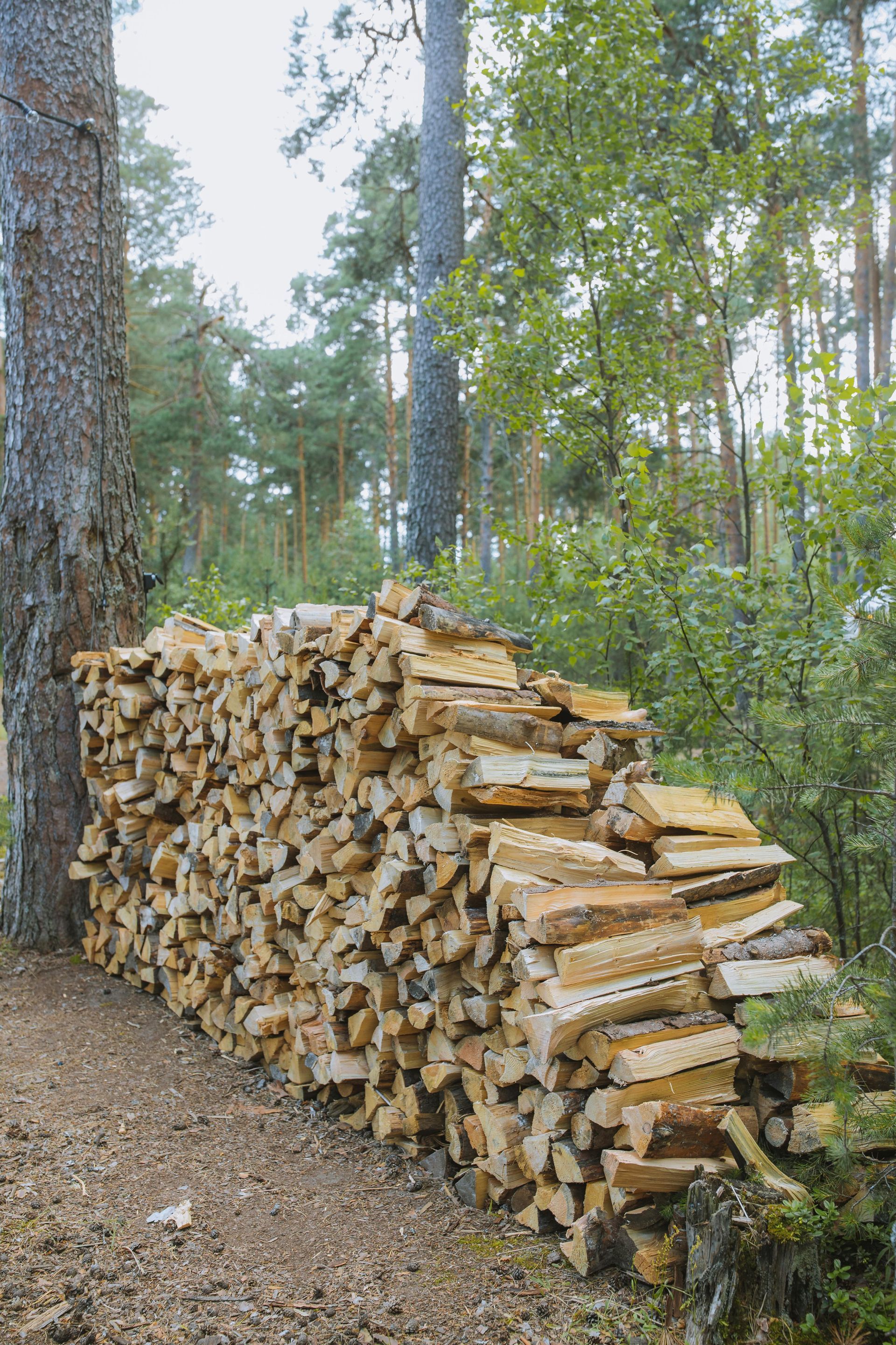Pile of stacked firewood leaning against a tree in a forest setting.