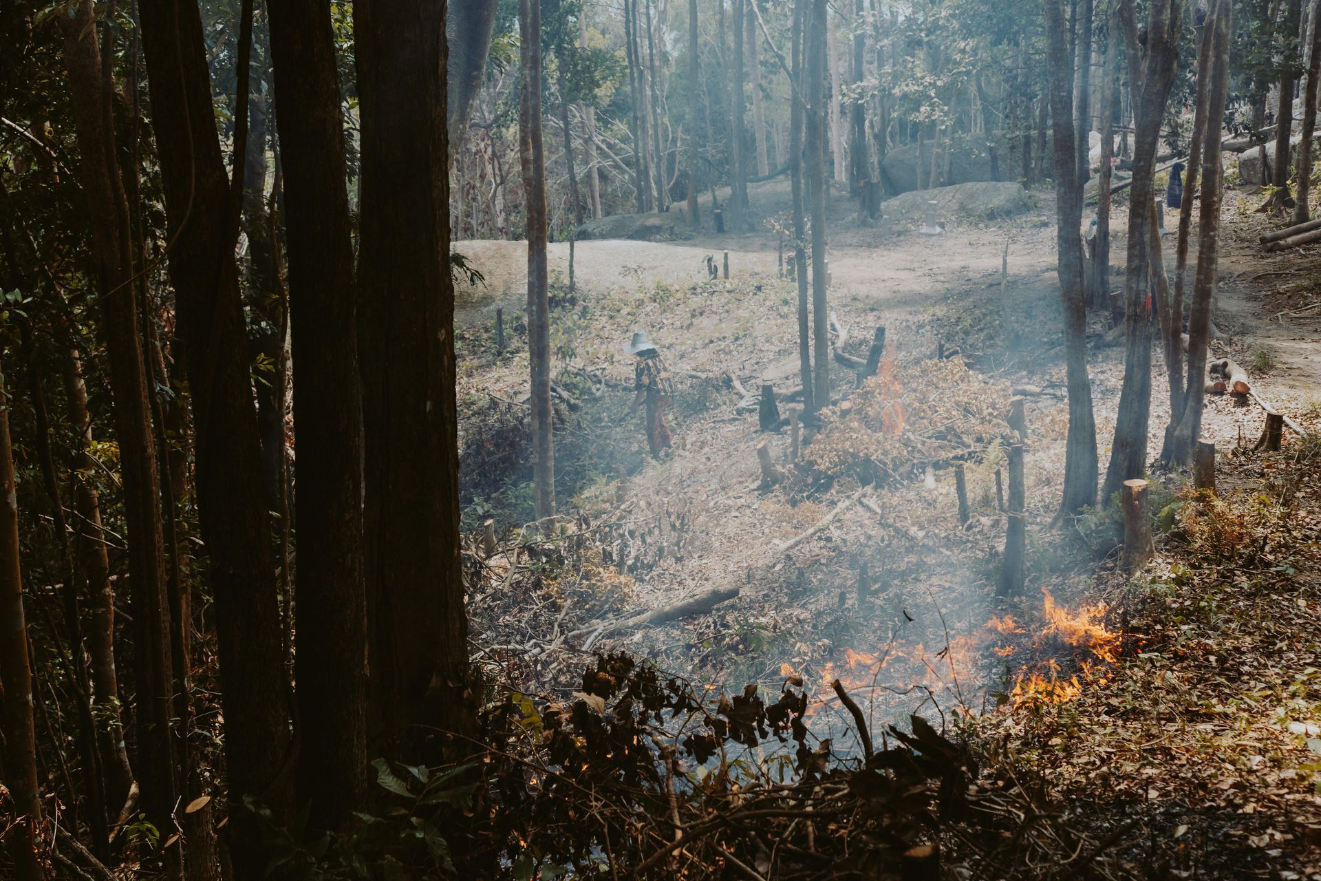Forest clearing with fire burning debris, trees surrounding the scene, sunlight.