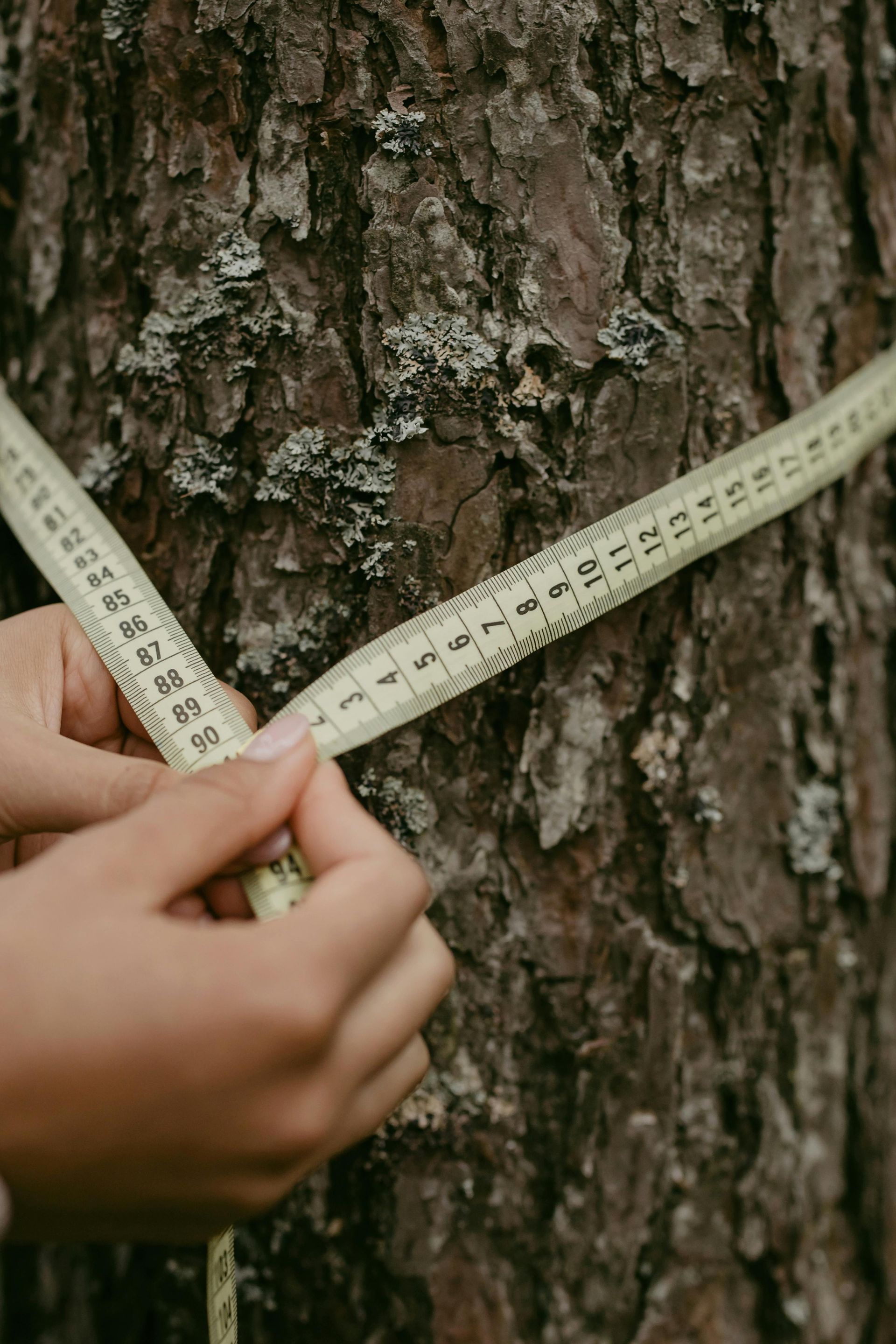 Hands measuring a tree trunk with a yellow measuring tape outdoors.
