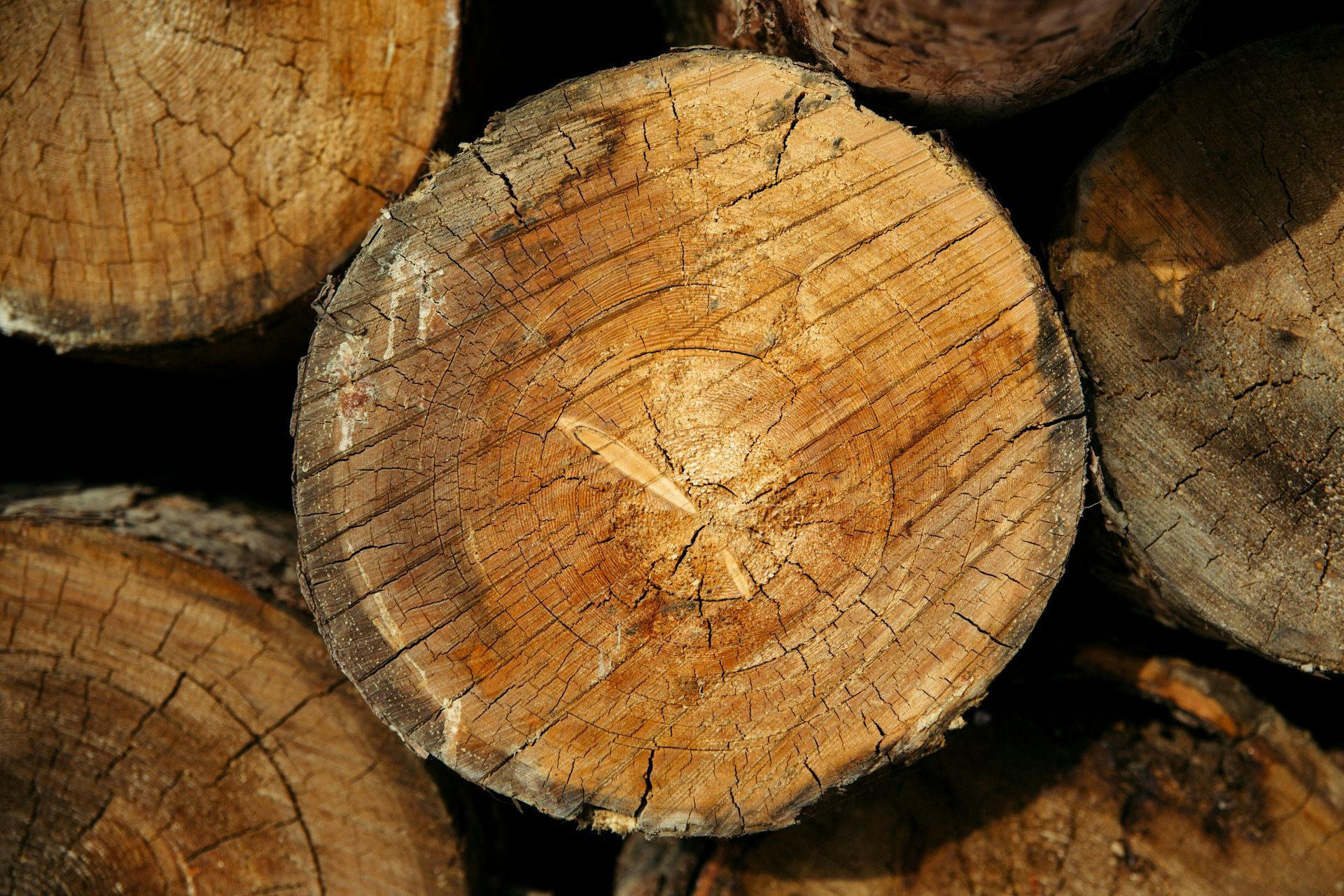 Close-up of cut tree logs, showing wood grain and cracks.