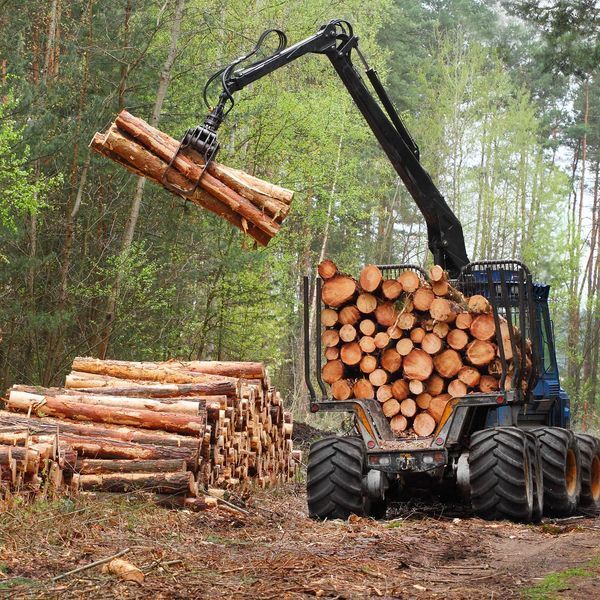 Logging machine loading logs in a forest.