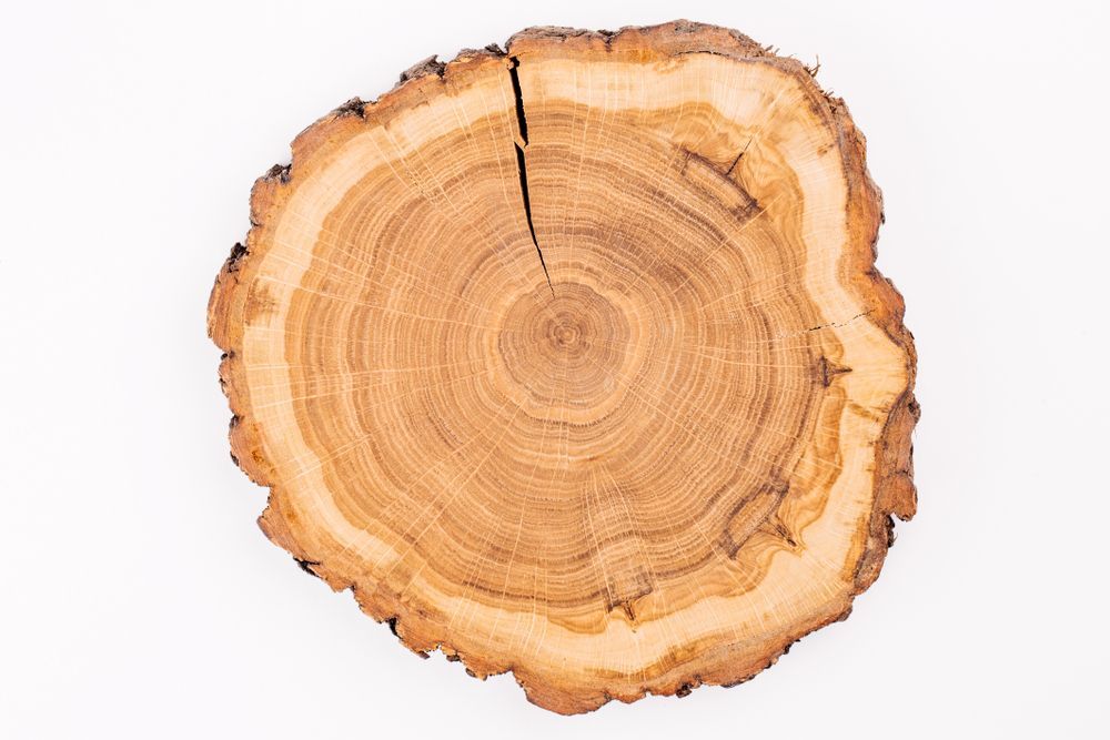 Cross-section of a tree trunk, showing growth rings and a crack, on a white background.