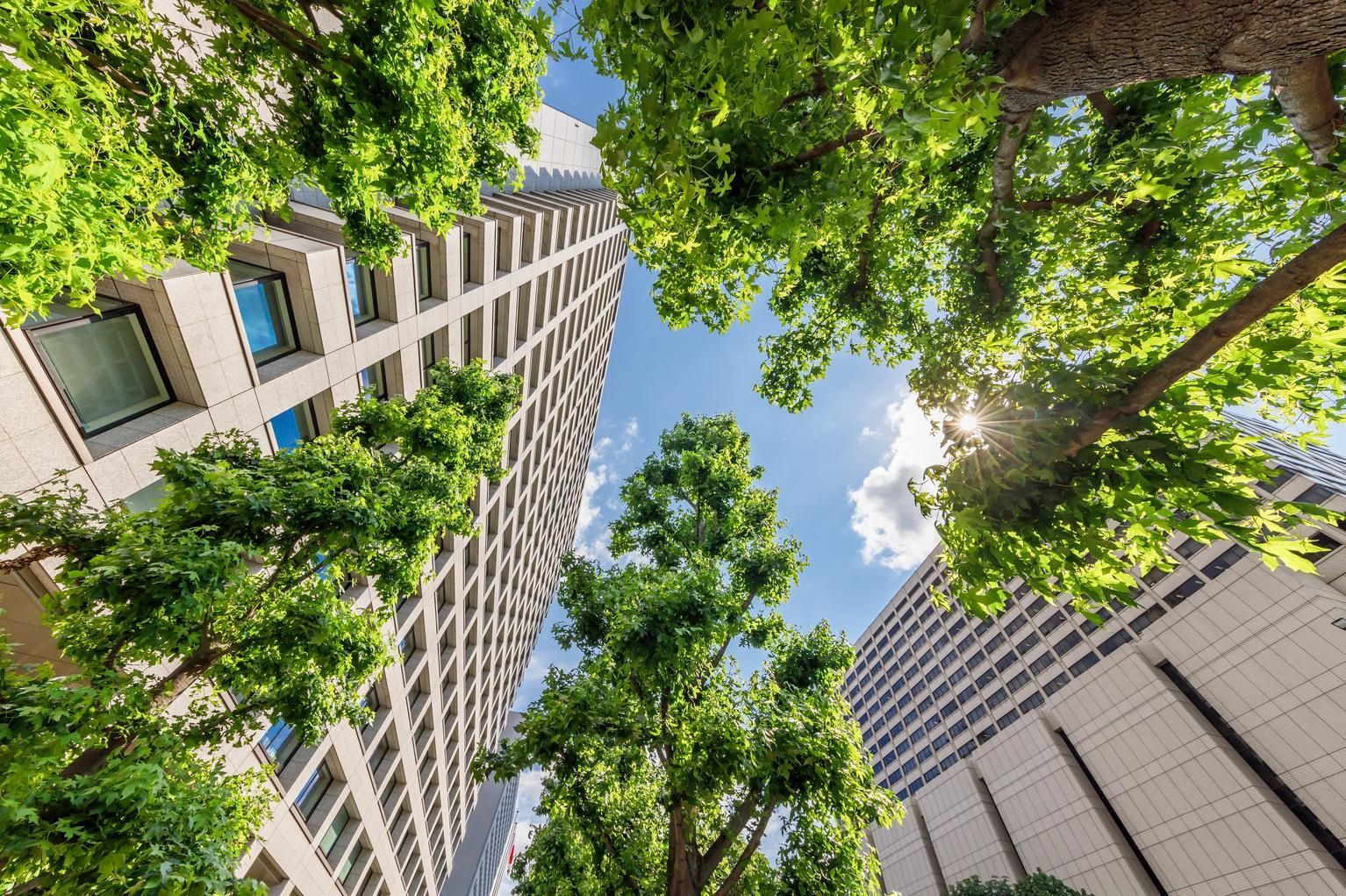 Tall buildings rise behind green trees, sunlight peeking through the leaves, blue sky above.