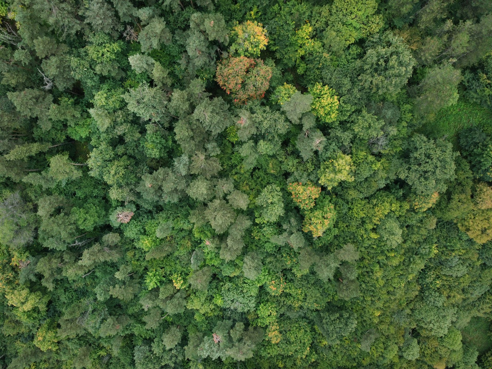 Overhead view of a forest canopy with varying shades of green and yellow.