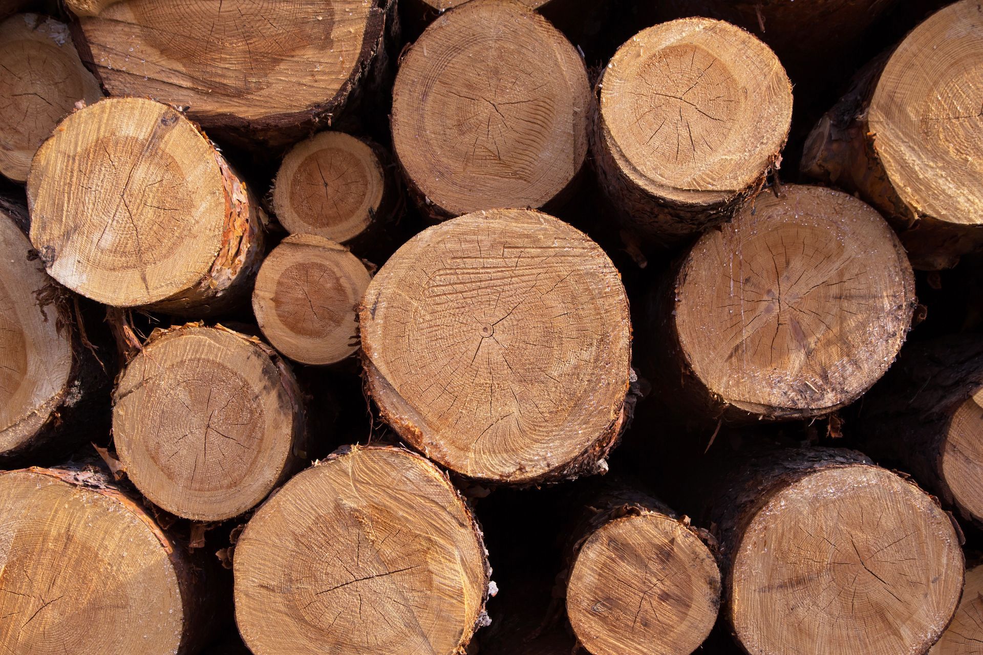 Pile of freshly cut logs, varying sizes and visible growth rings, natural wood tones.