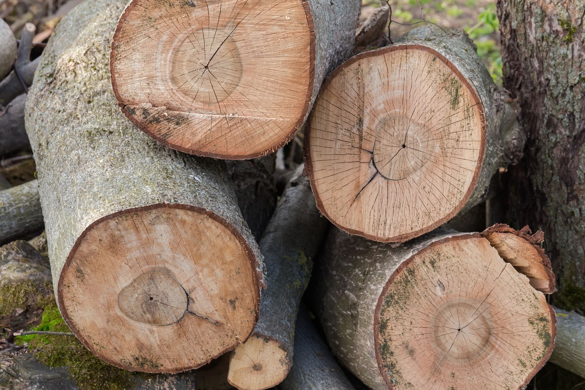 Stacked cut logs with circular wood grain and rough bark ends shown close up.