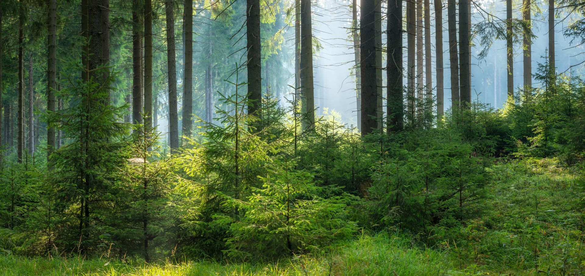 Sunlight streams through a forest with tall, thin trees and green undergrowth.
