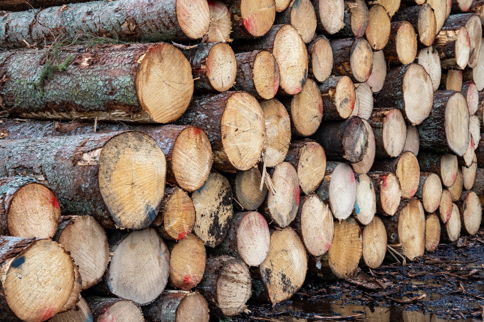 Pile of freshly cut tree logs, various sizes, with visible growth rings and bark, outdoors.