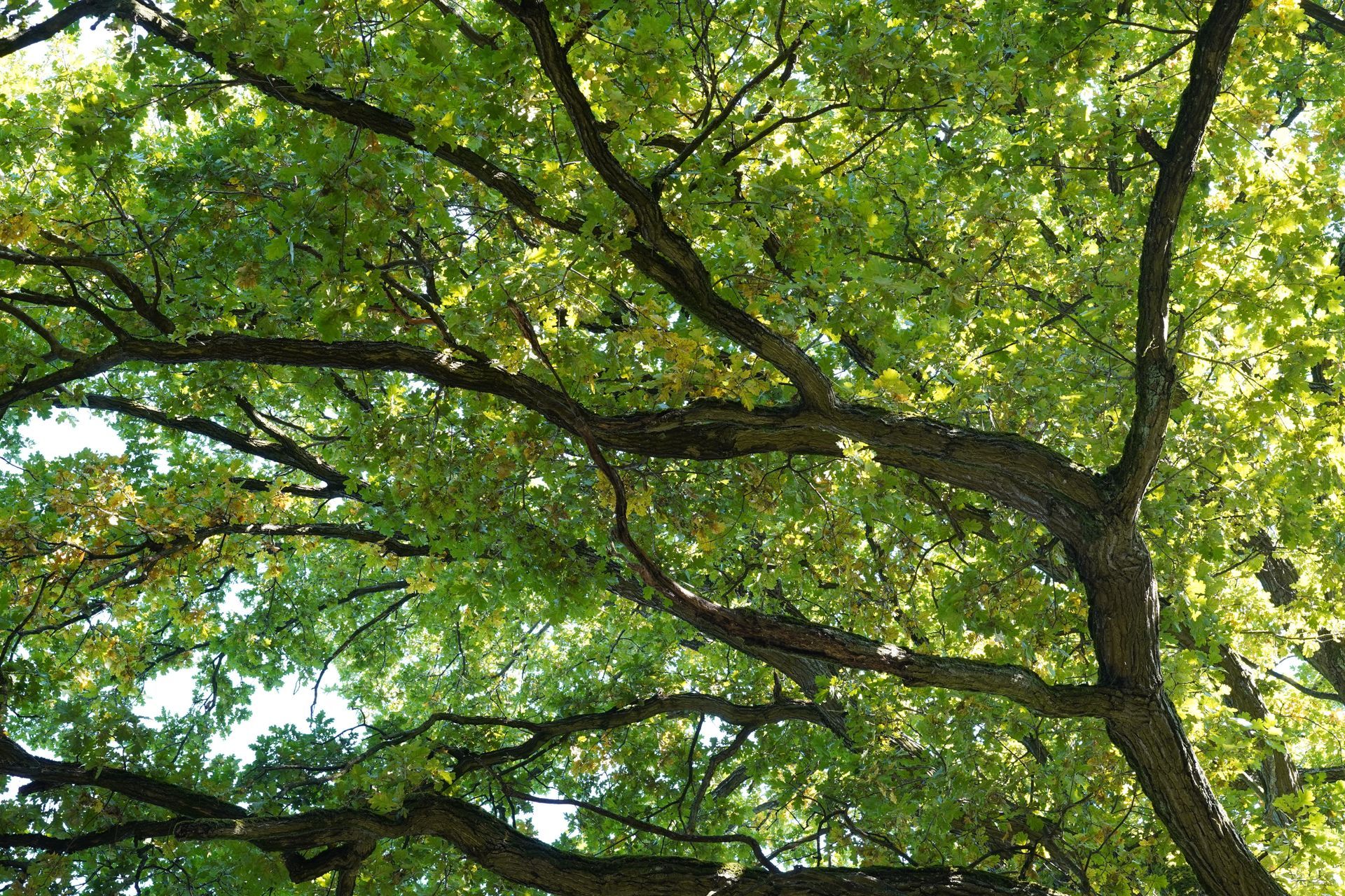Branches of a tree with green leaves, illuminated by sunlight.