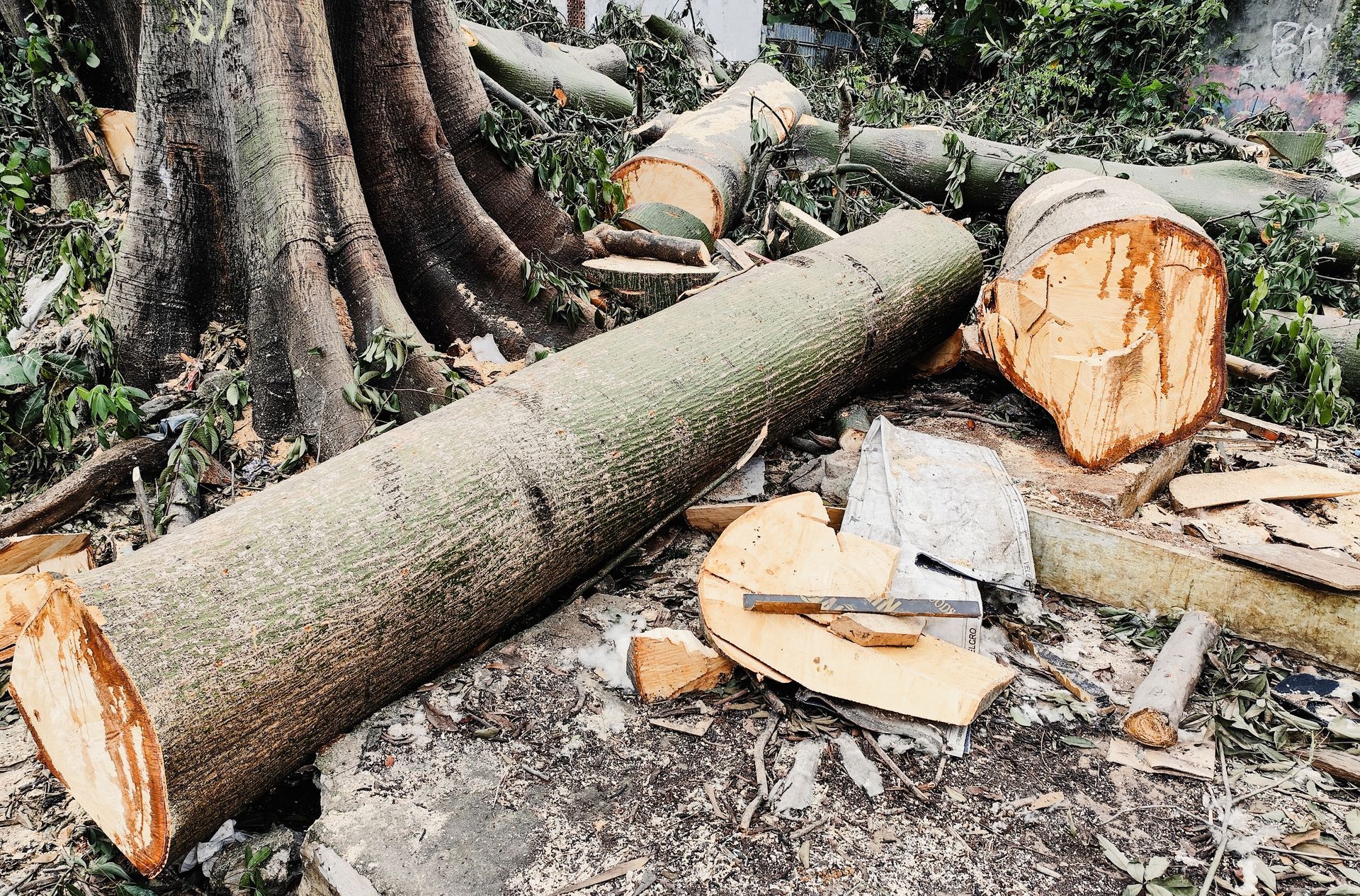 Felled tree trunk and branches on the ground; cut wood, sawdust, and a tool visible.