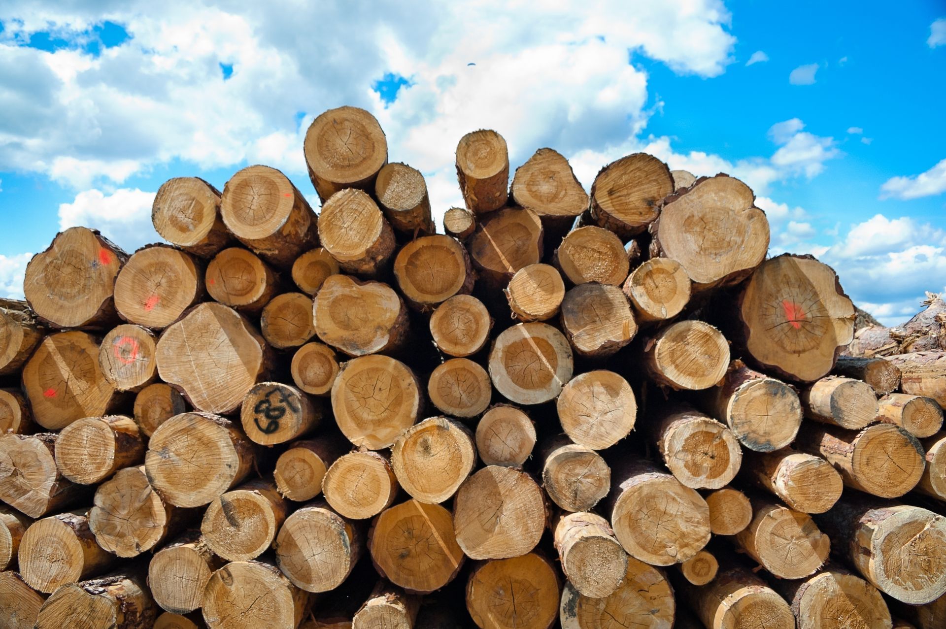 Stacked cut logs under a bright blue sky