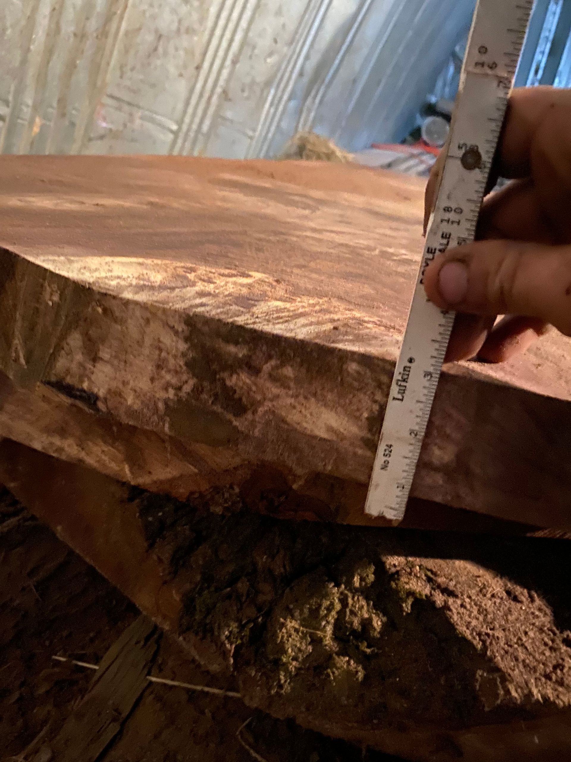 A hand holds a ruler to measure the thickness of a large, brown wooden slab with a rough edge.