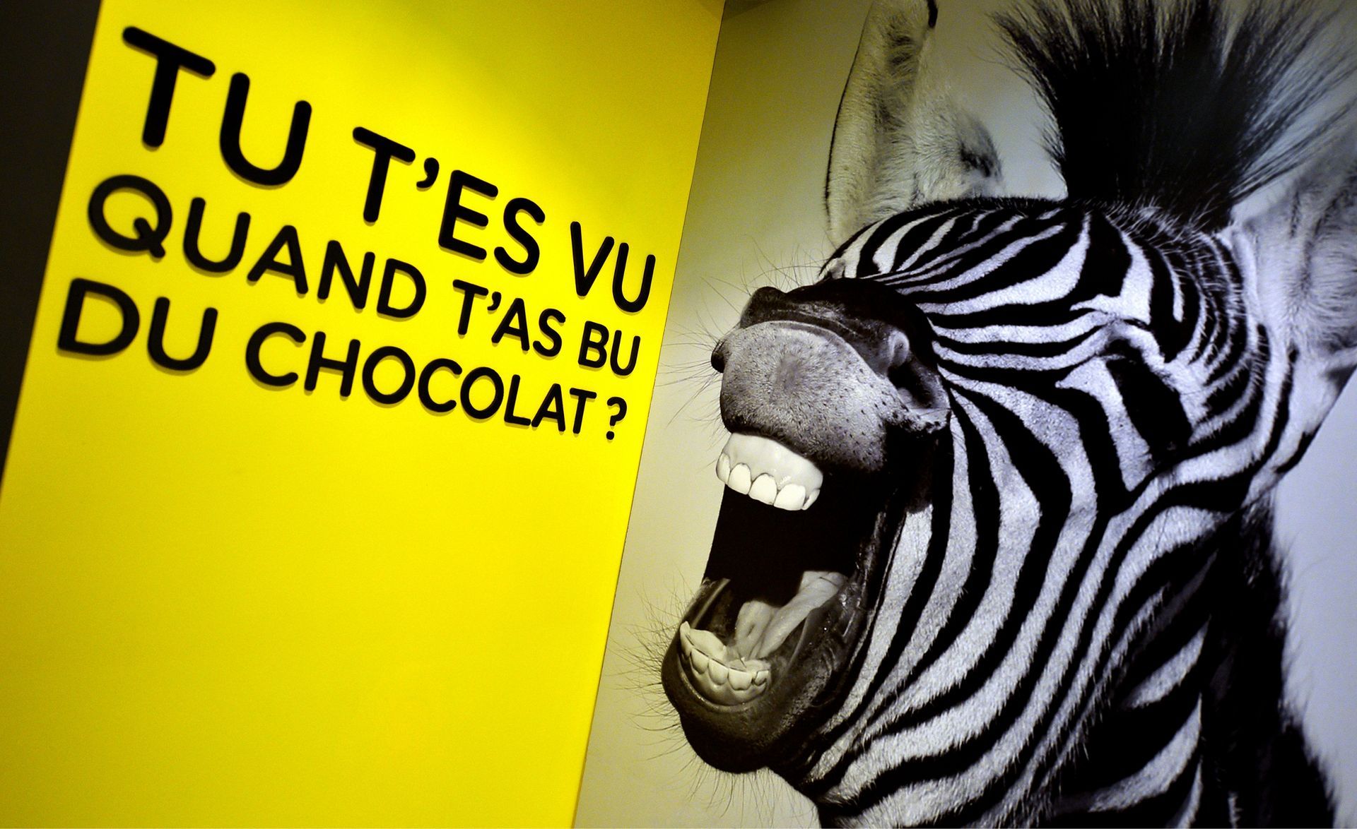 détails de l'habillage mural d'une cacaotéria Gagao avec un zèbre rigolo et une phrase fun.