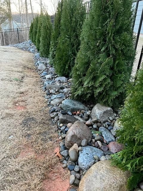 Row of evergreen shrubs beside a rocky landscaped border along a fence and sidewalk