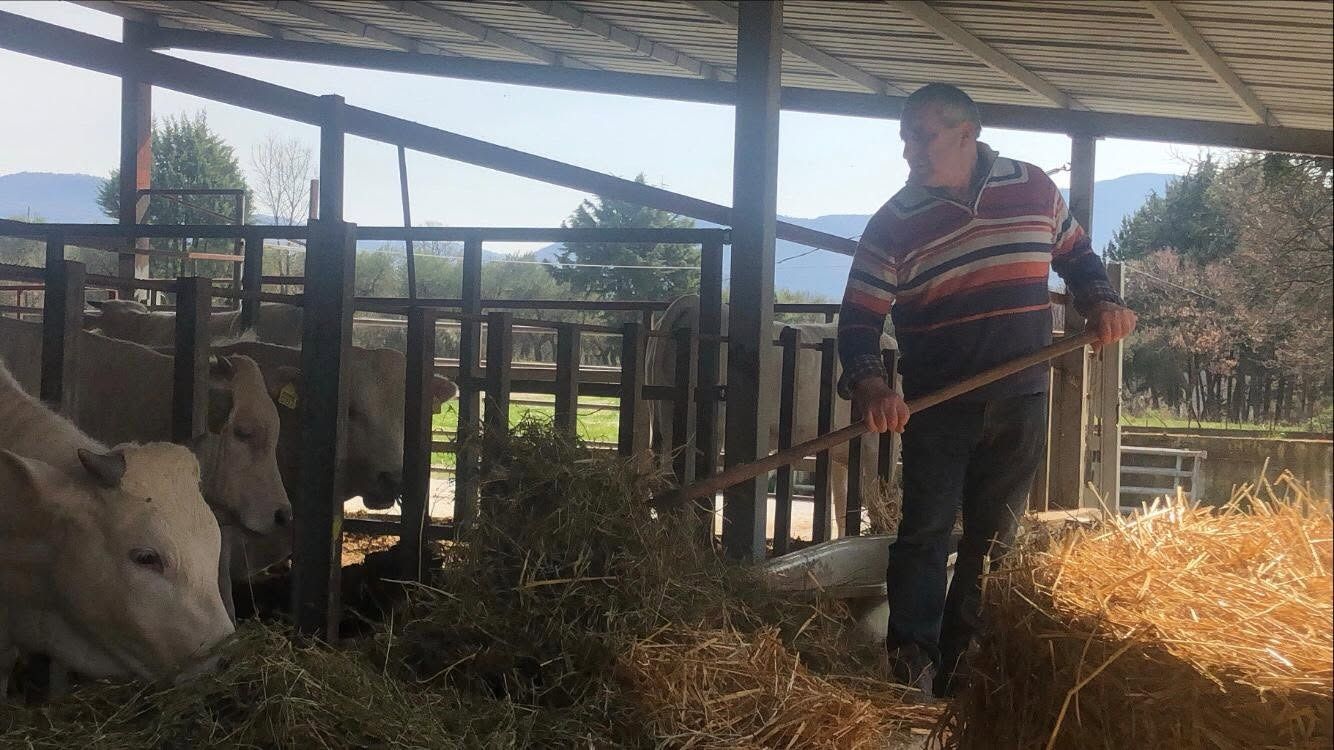Una persona in piedi in una stalla accanto a una mucca bianca, con fieno e box di legno sullo sfondo.