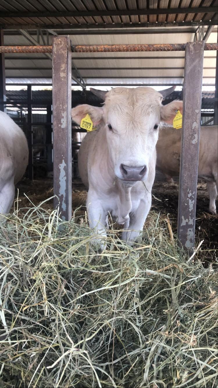 Una mucca bianca con targhette gialle sulle orecchie si trova in una stalla dietro delle balle di fieno.
