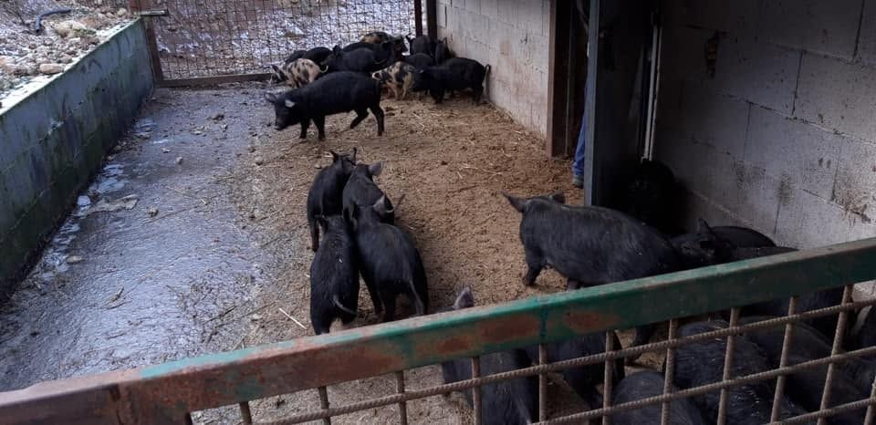 Diversi maiali neri in un recinto fangoso vicino a un muro e a un cancello di metallo.
