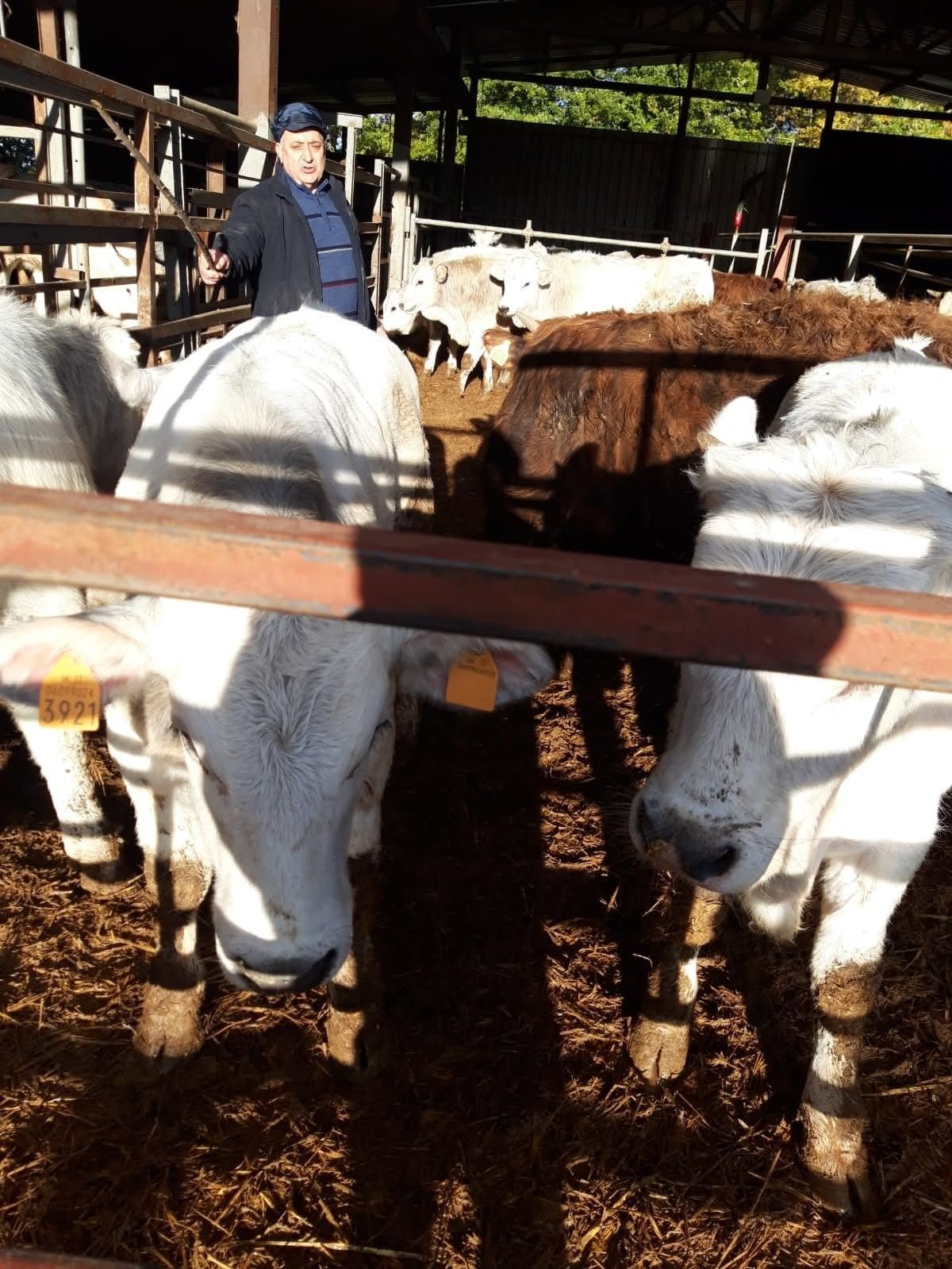 Tre bovini bianchi in una stalla, con una persona in piedi dietro di loro.