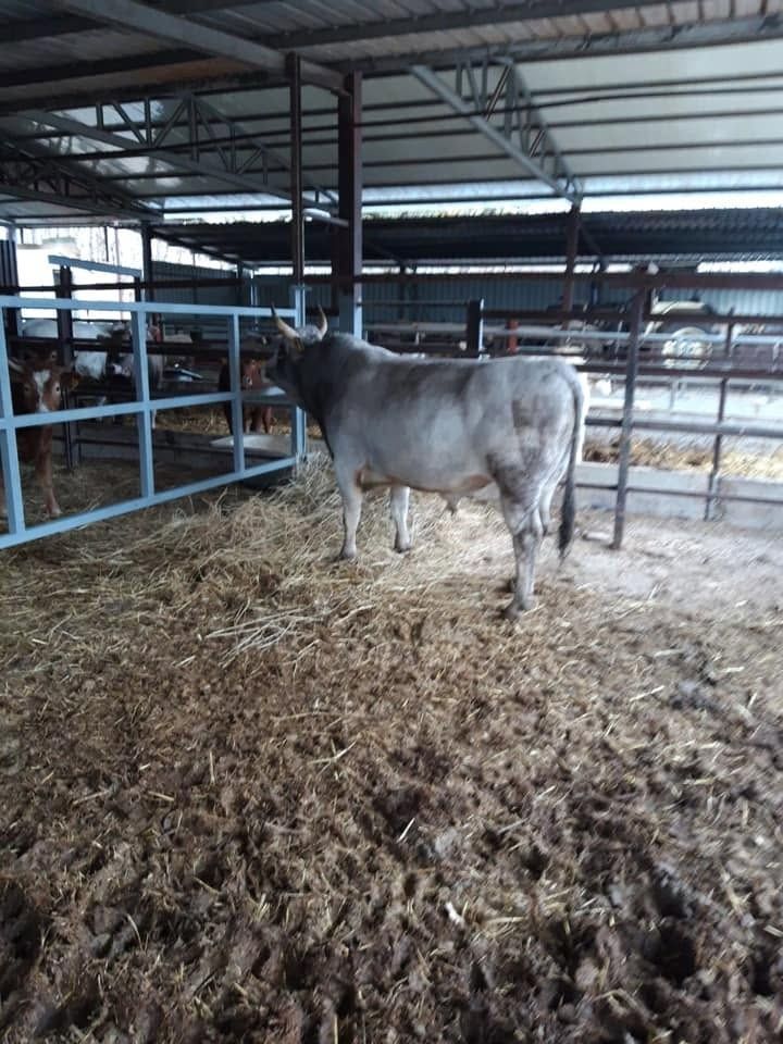 Mucca grigia in piedi in un recinto con pavimento ricoperto di paglia e ringhiere metalliche.
