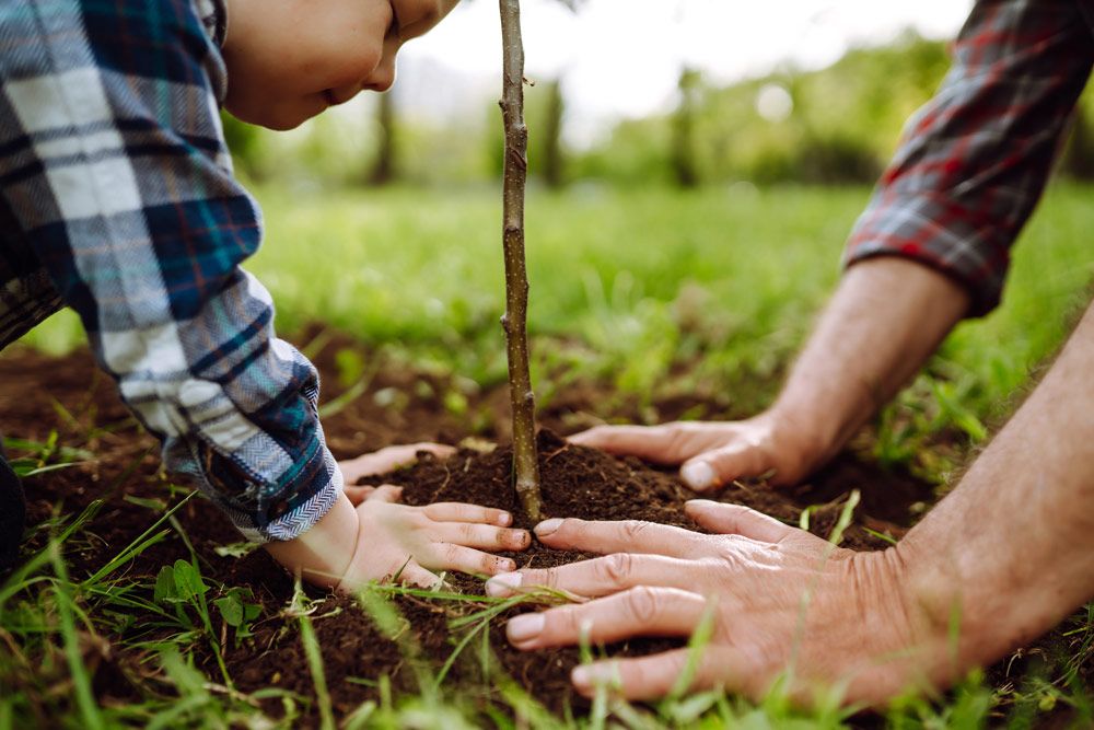 Planting Trees or Flowers