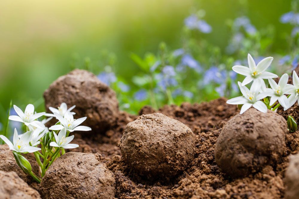 Wildflower Seed Bombs