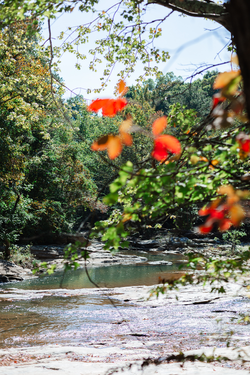 A river surrounded by trees and leaves on a sunny day.