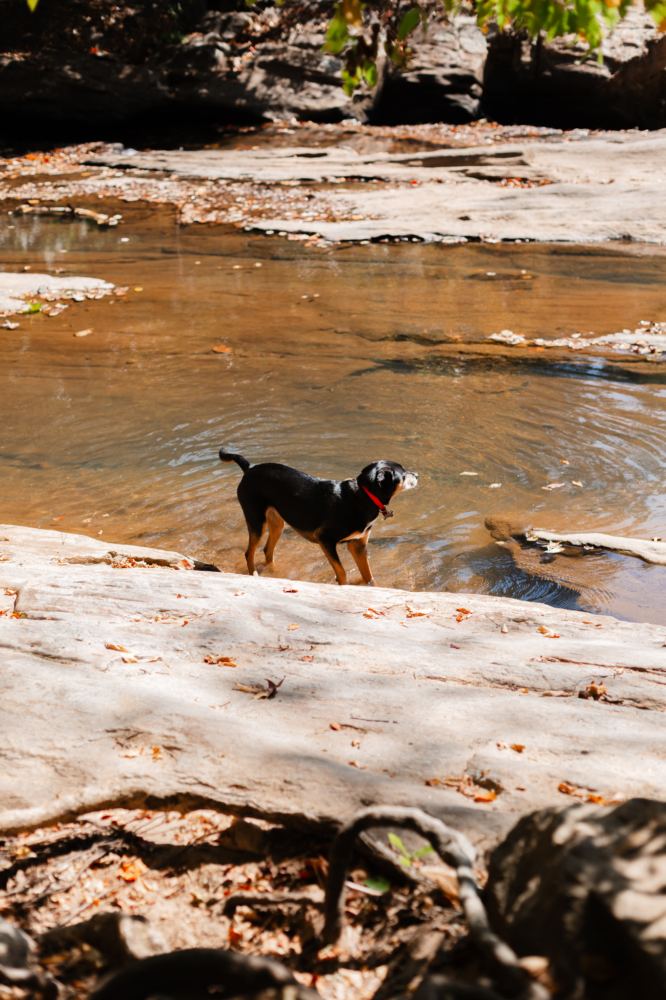 Black and tan dog standing in shallow water, red collar, rocky stream bed, sunlight.