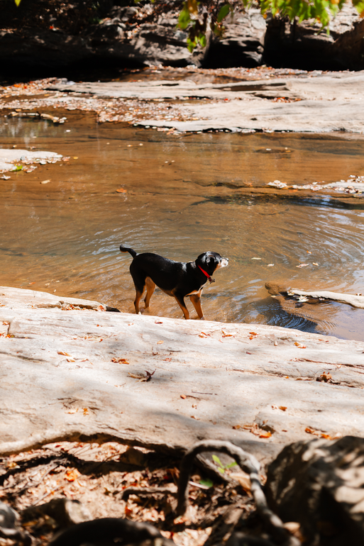 A dog is standing on the shore of a river.