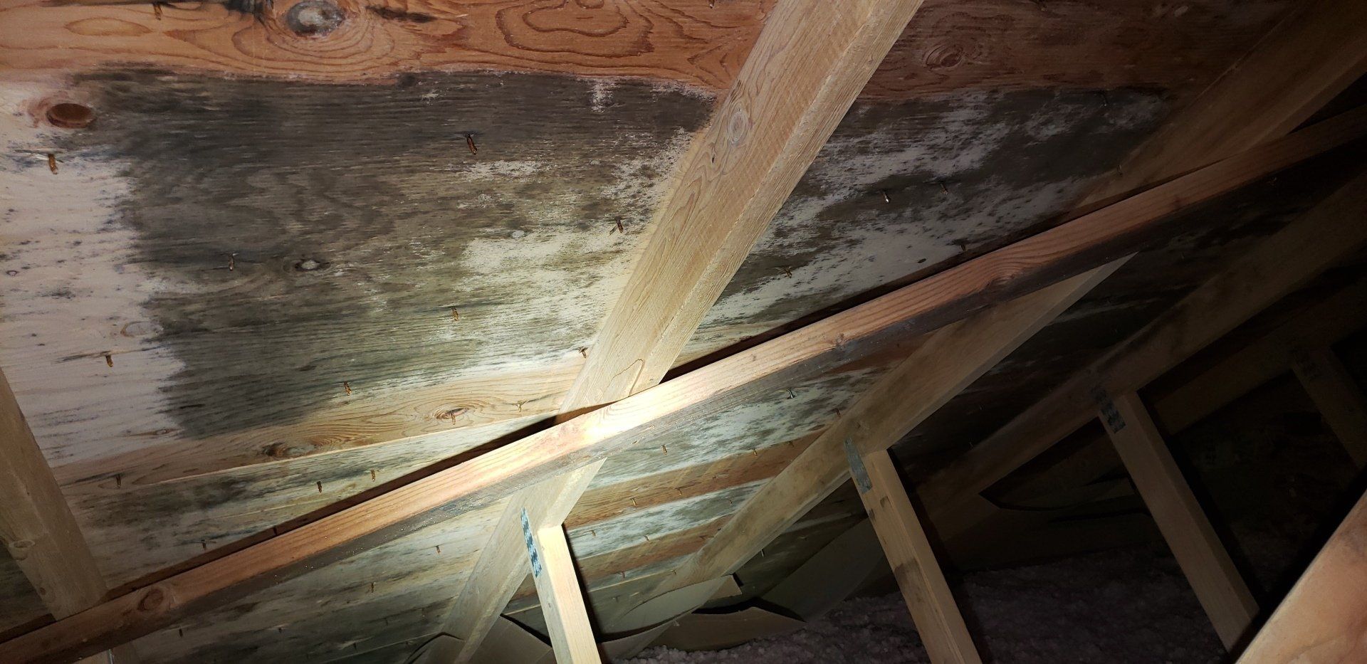 Mold In Attic