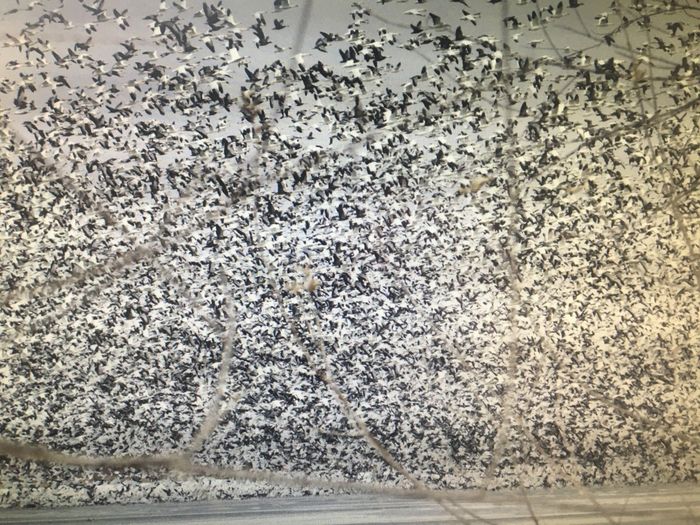 snow geese
