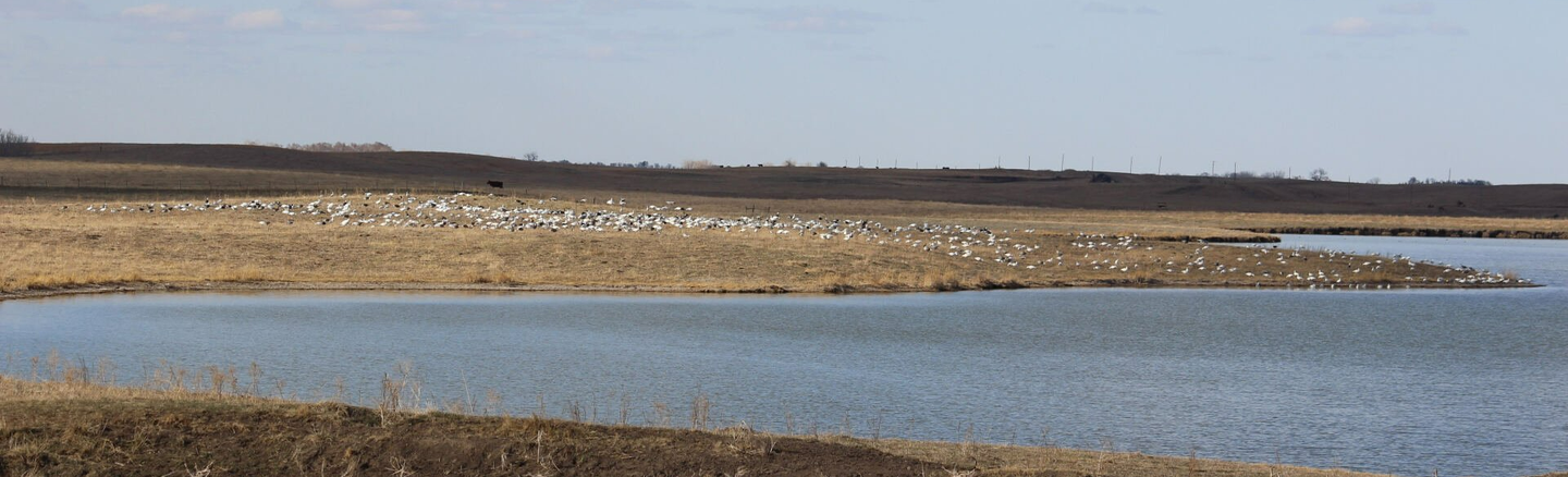 big snow goose decoy spread