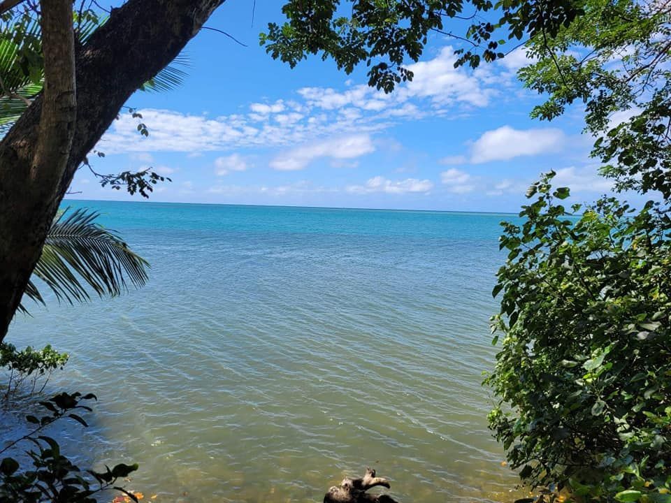 Une vue sur un grand plan d'eau entouré d'arbres