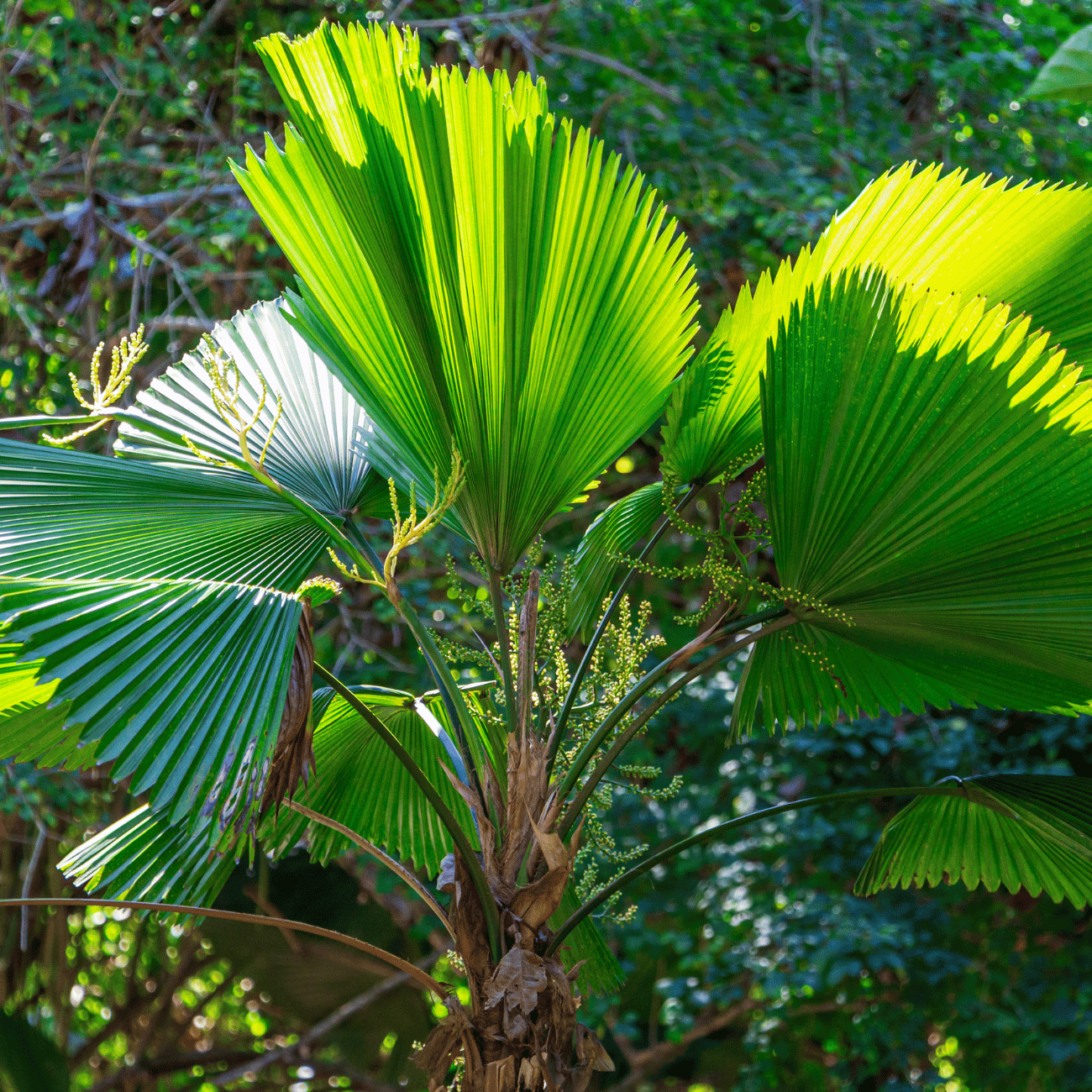 Beautiful Palm Tree