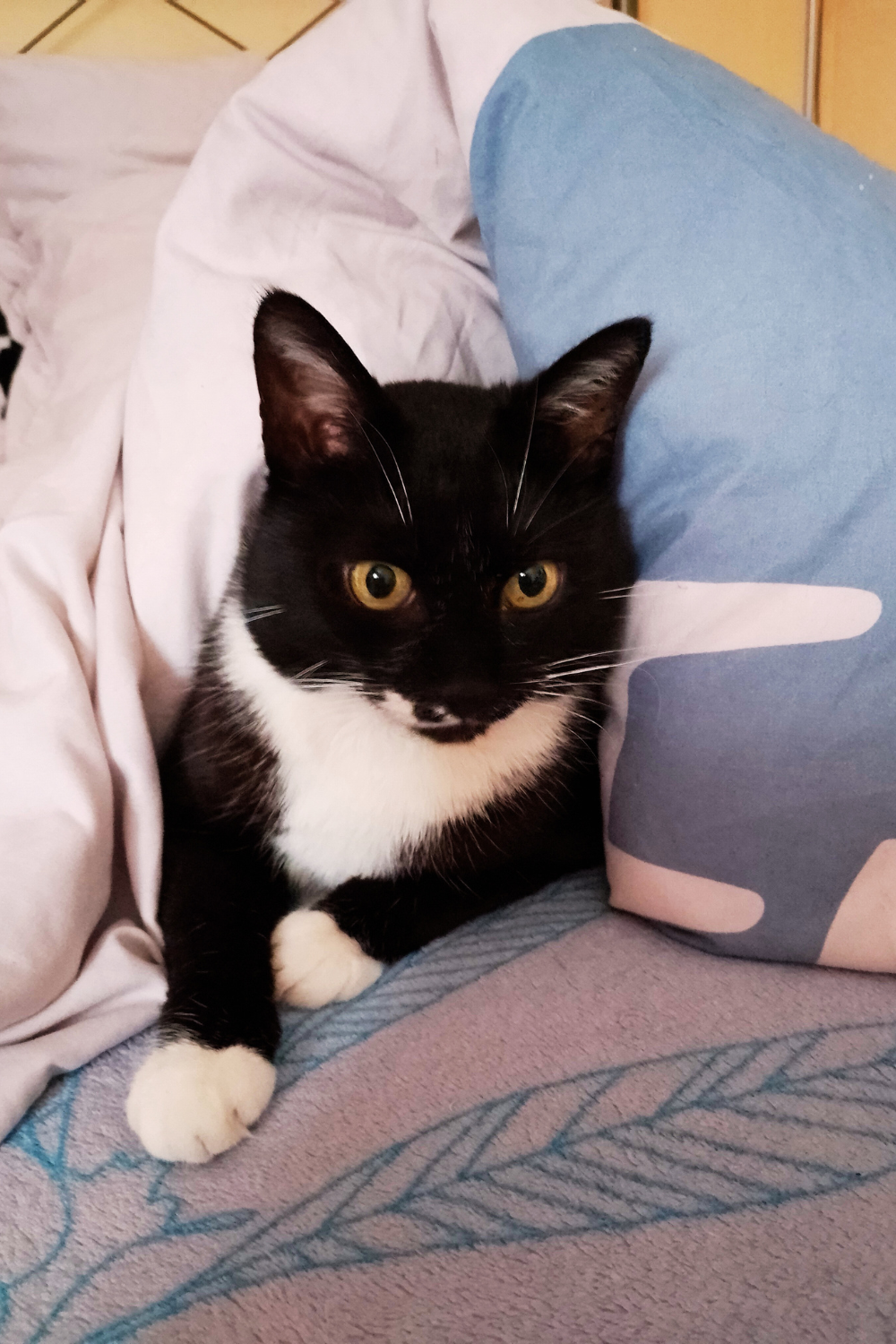 Deine ciaovita Katze Lucy.