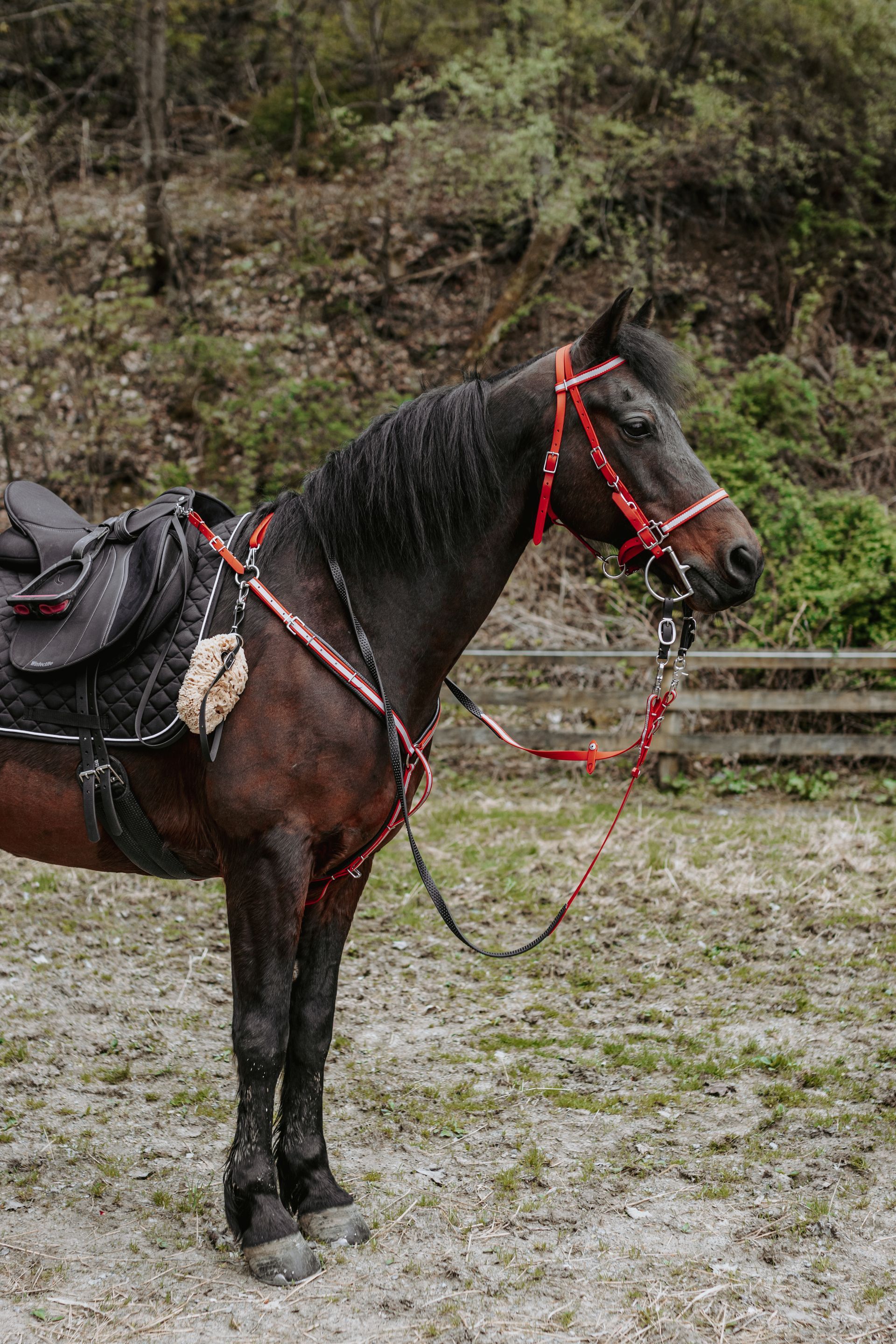 Amish-made horse tack