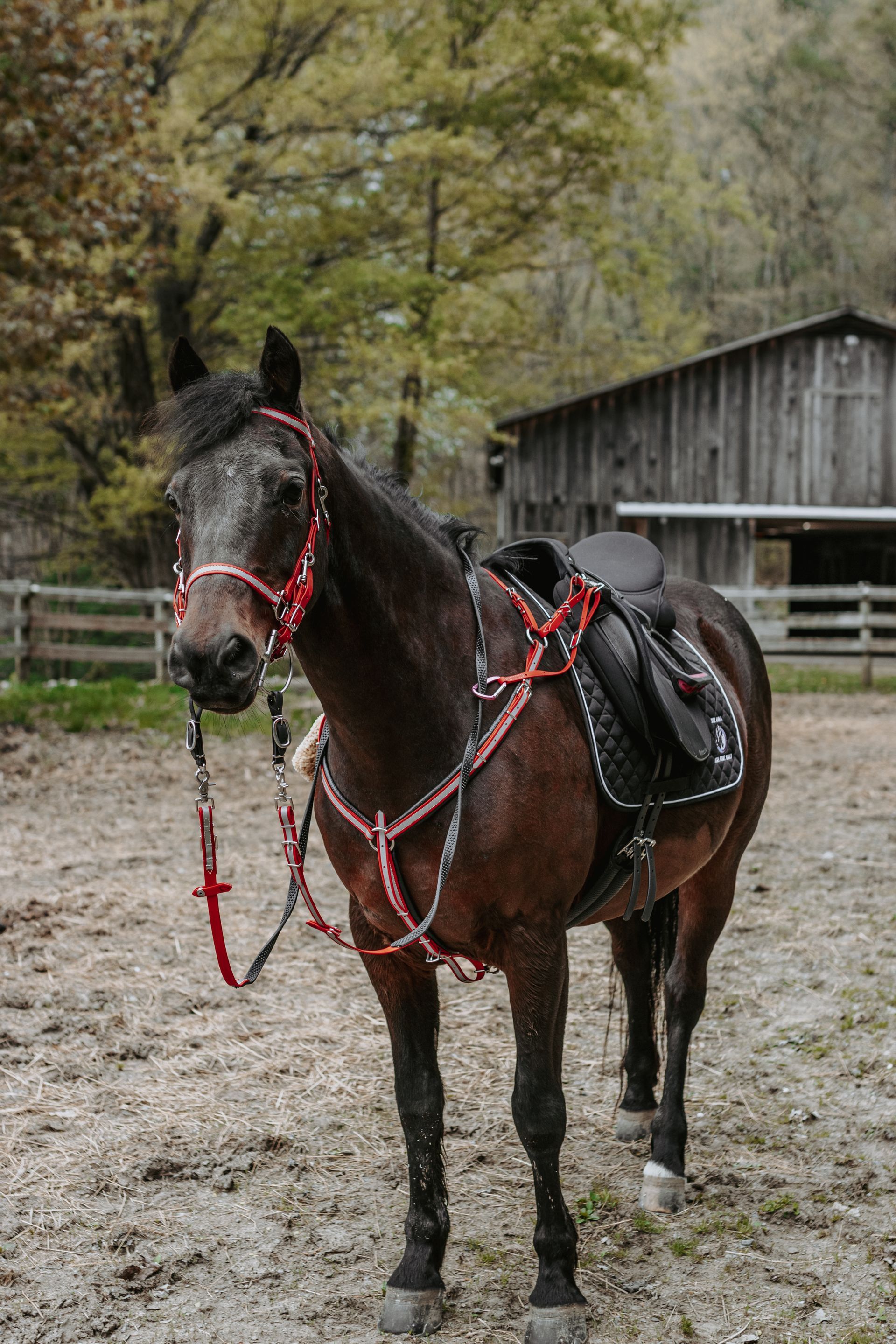 A brown horse with a bridle and saddle is standing in a dirt field.