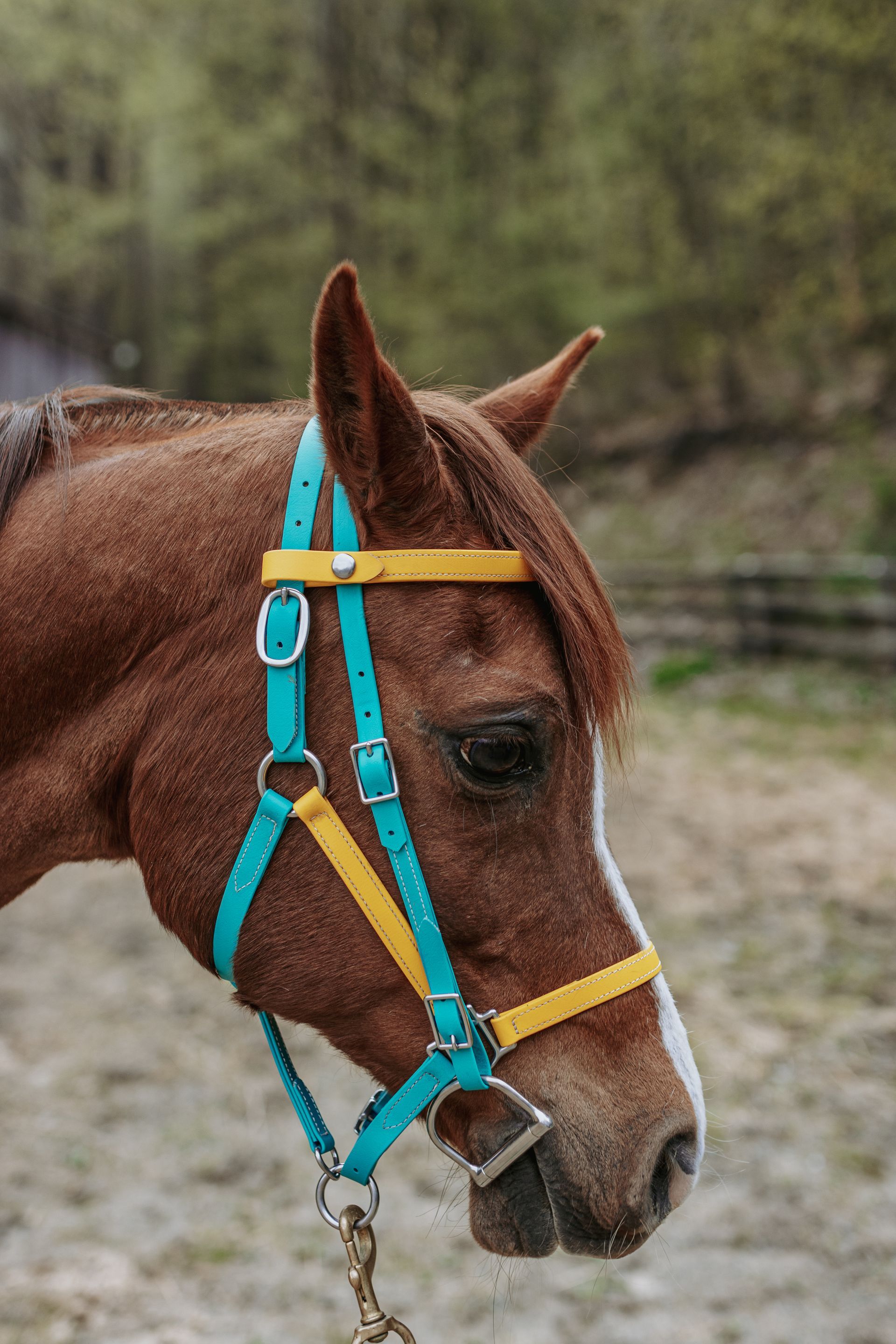 A brown horse wearing a blue and yellow bridle.